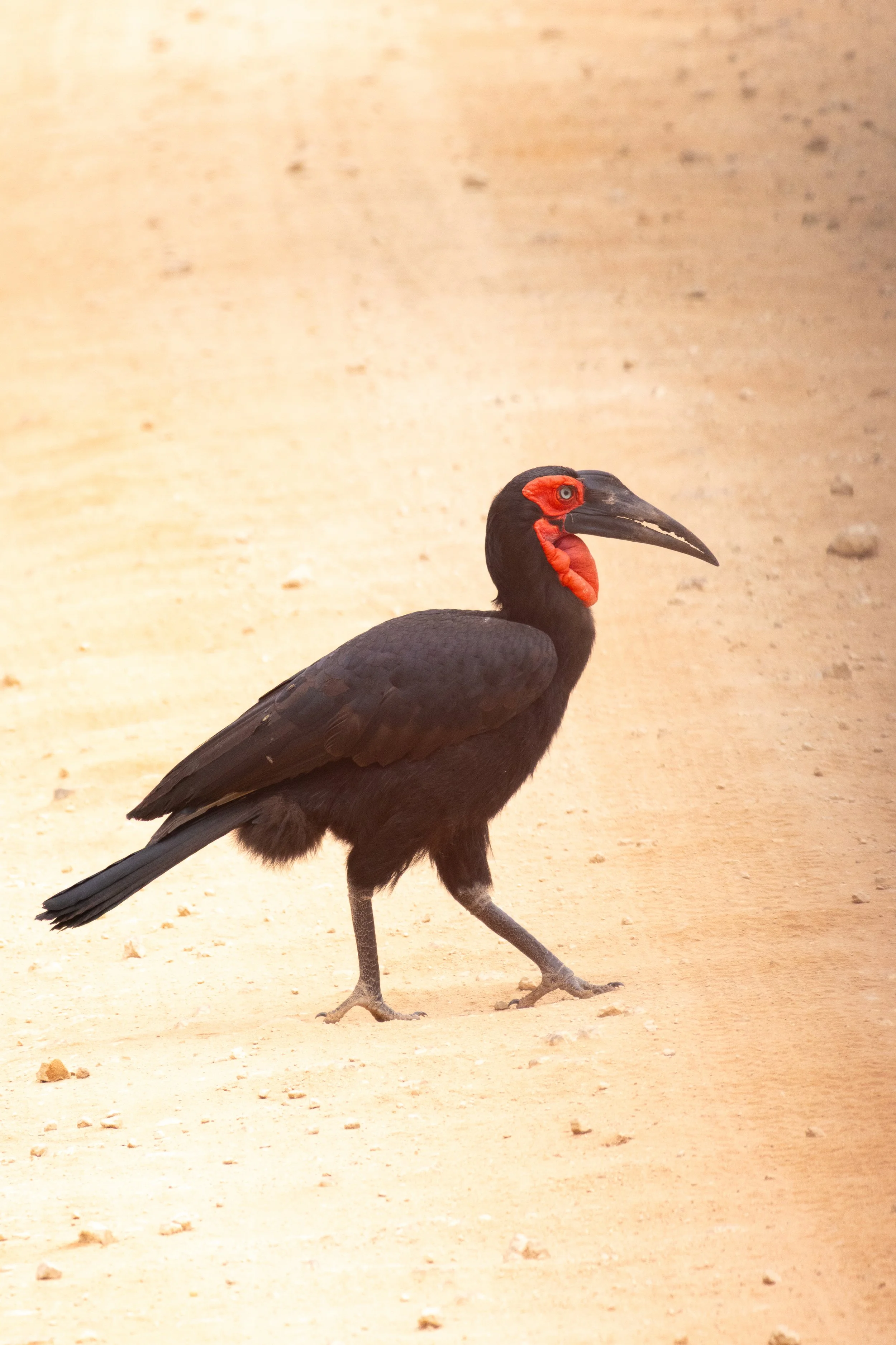 Southern ground hornbill