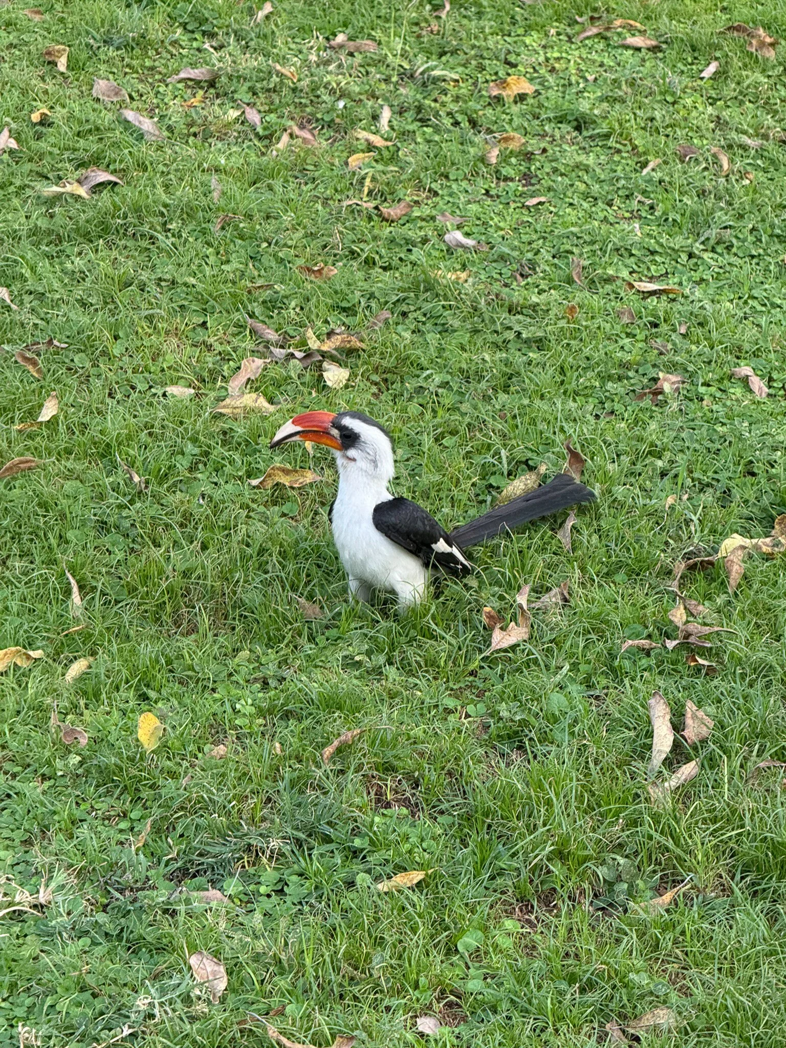 Von der Decken's Hornbill