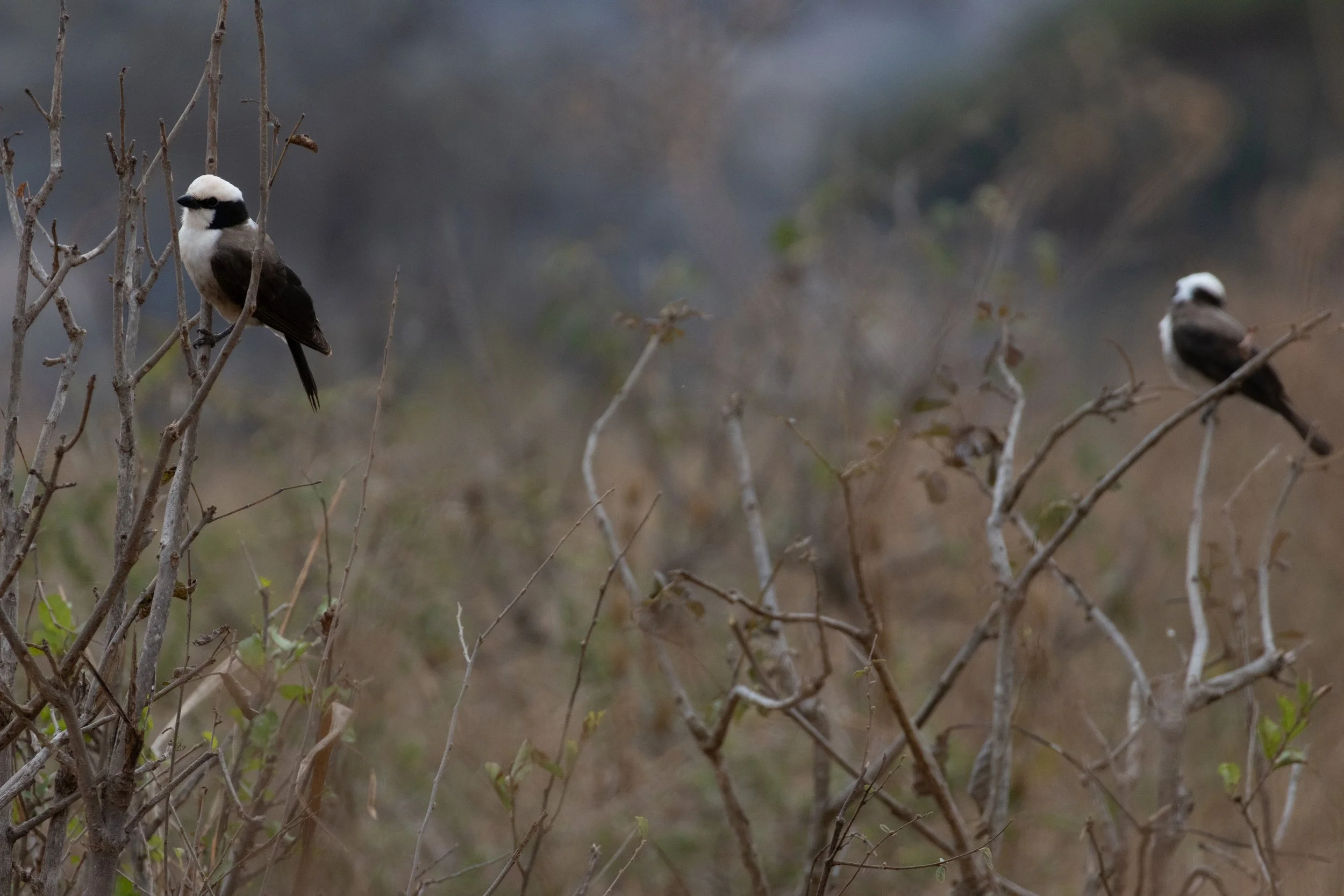 White-crowned Shrike