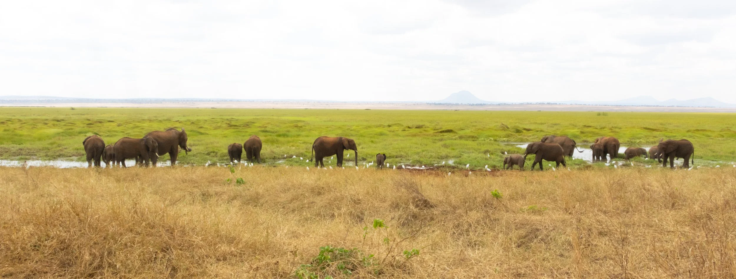 Silable Swamp, Tarangire National Park.