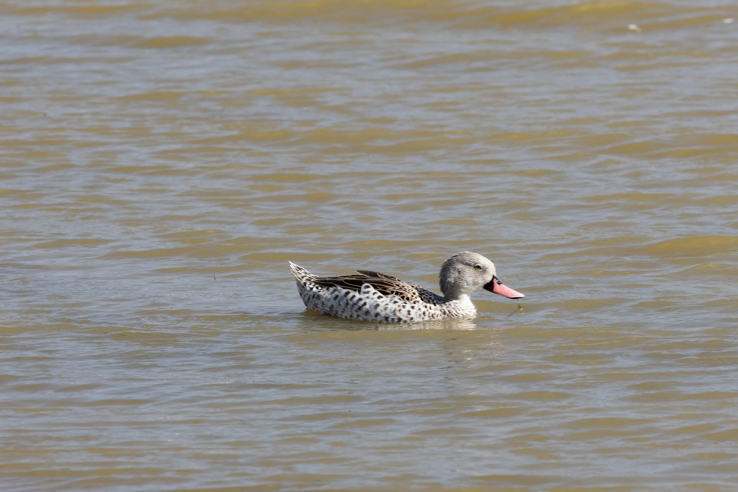 Cape Teal (Anas capensis)