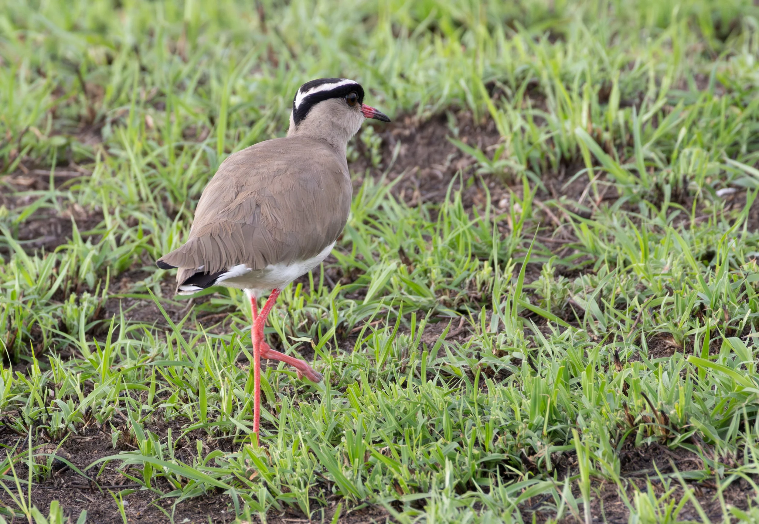 Crowned Lapwing