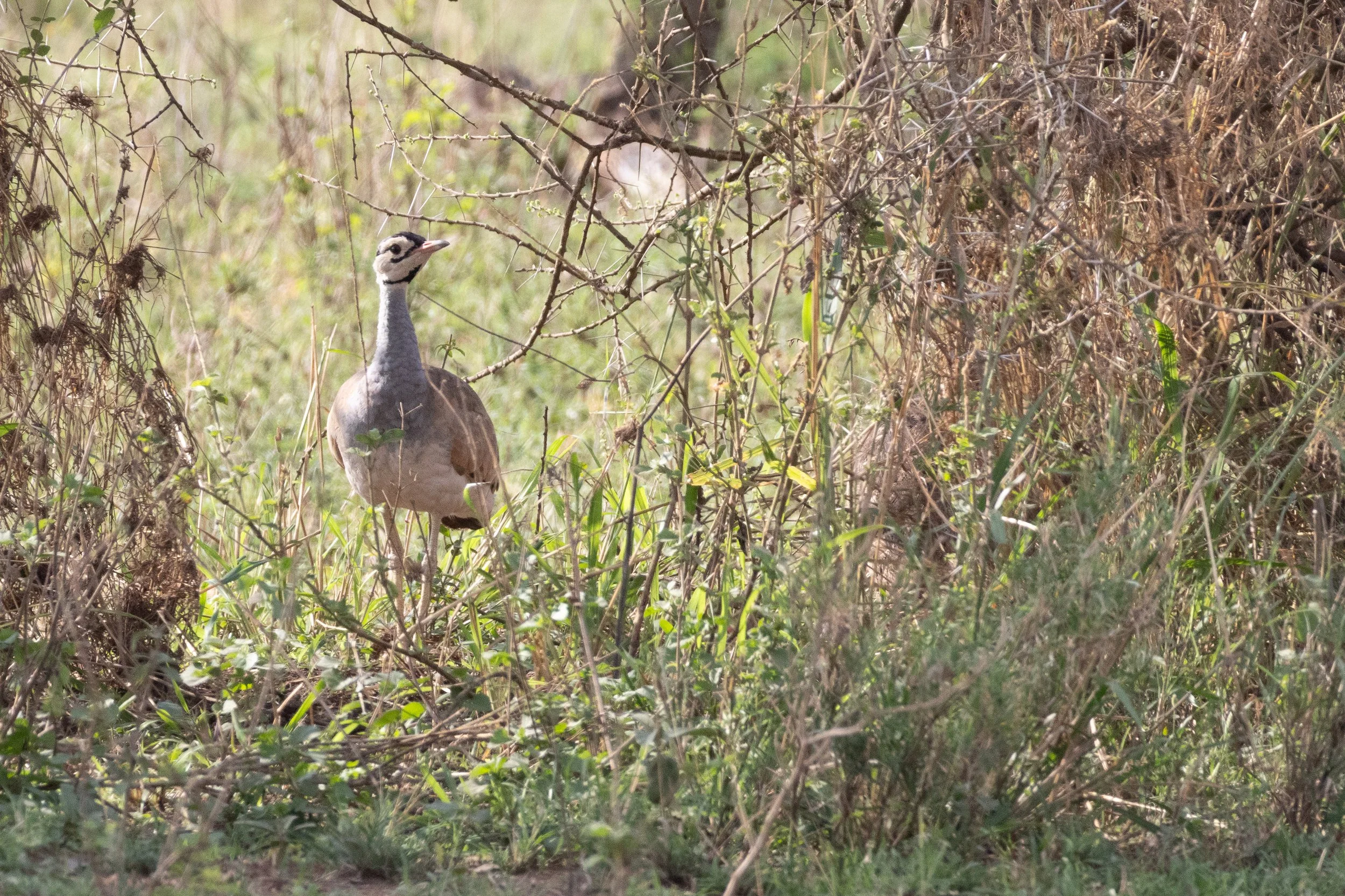 White-bellied bustard