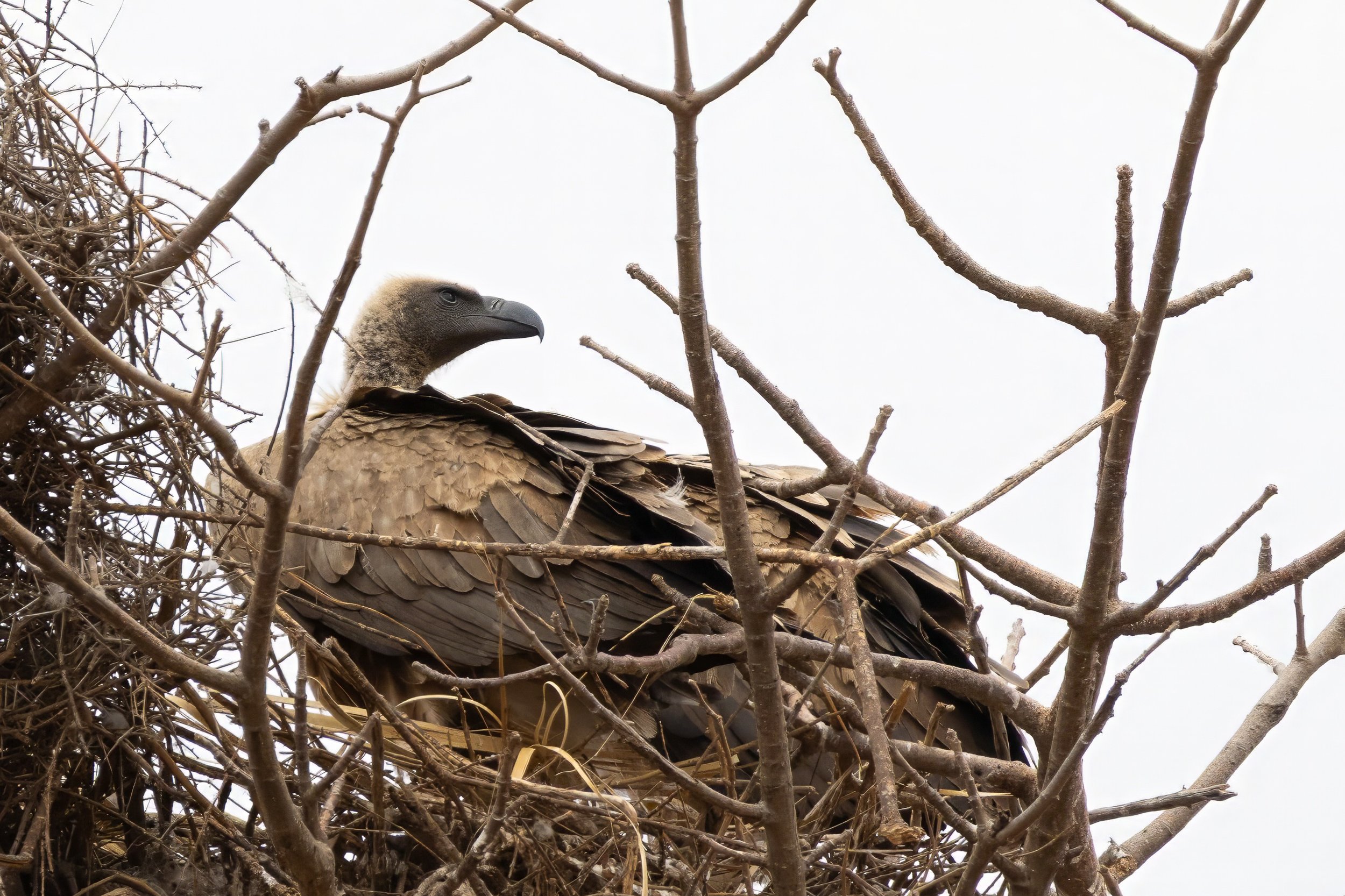 Vulture (Swahili: Tai)