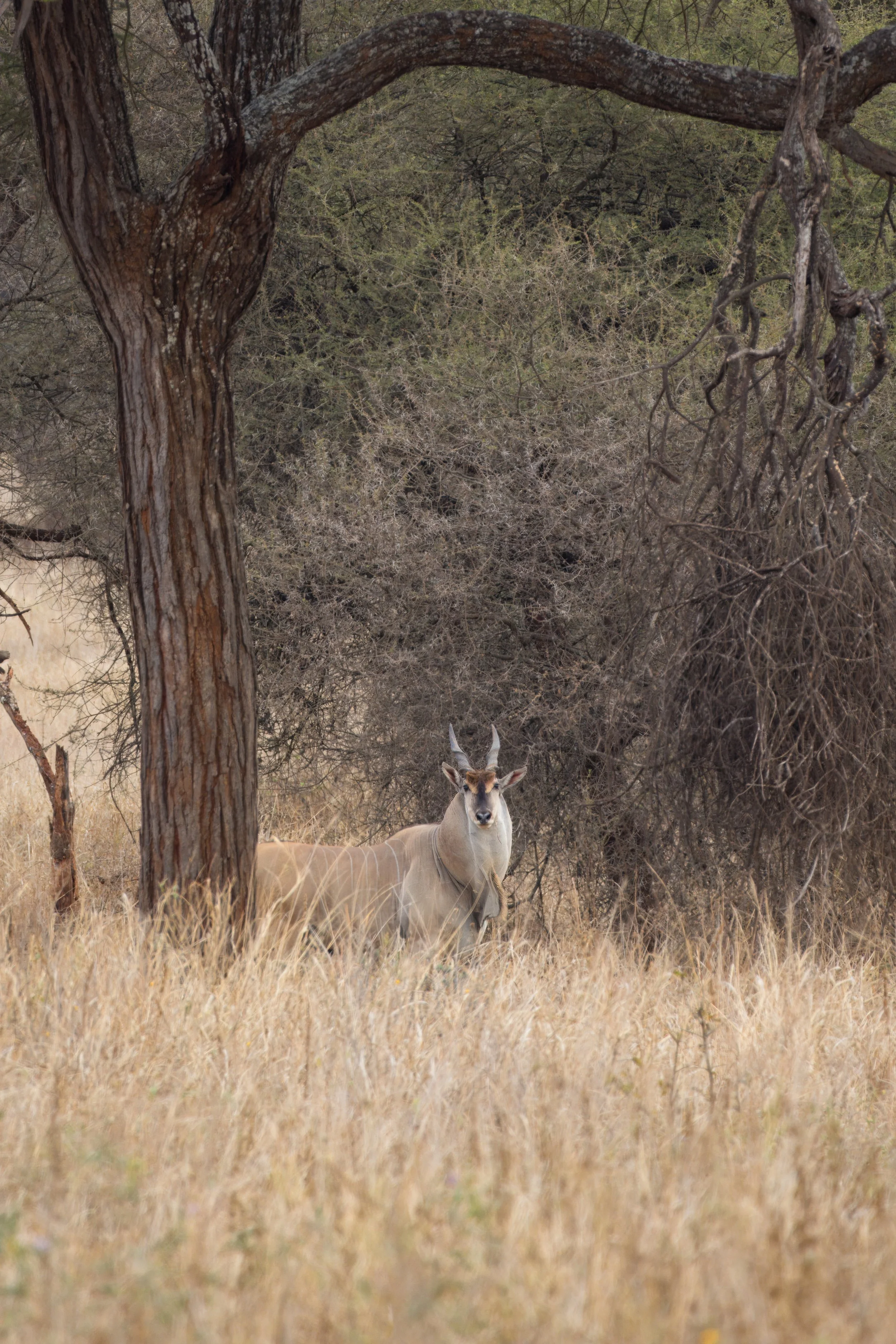 Eland