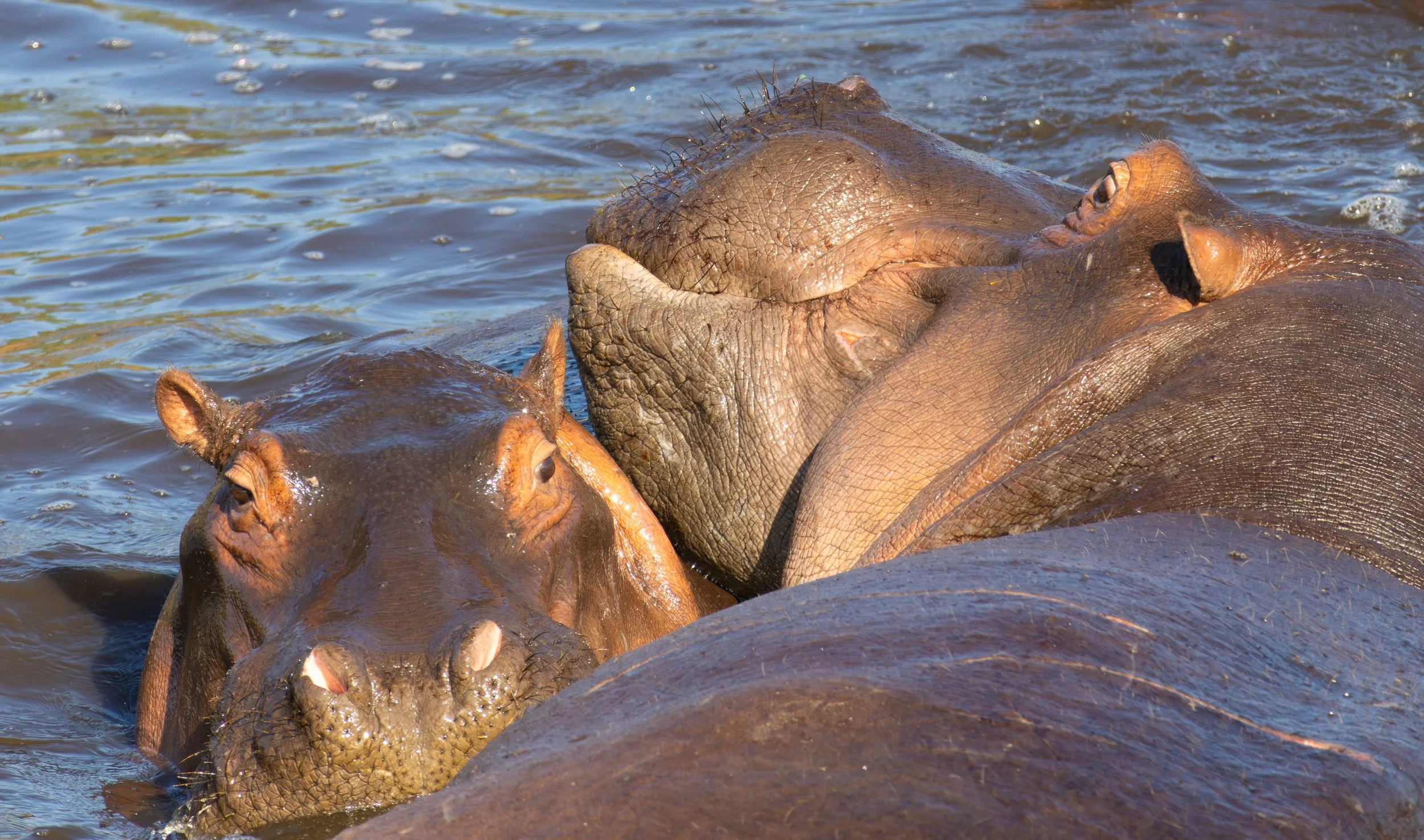 Hippopotamus (Swahili: Kiboko)