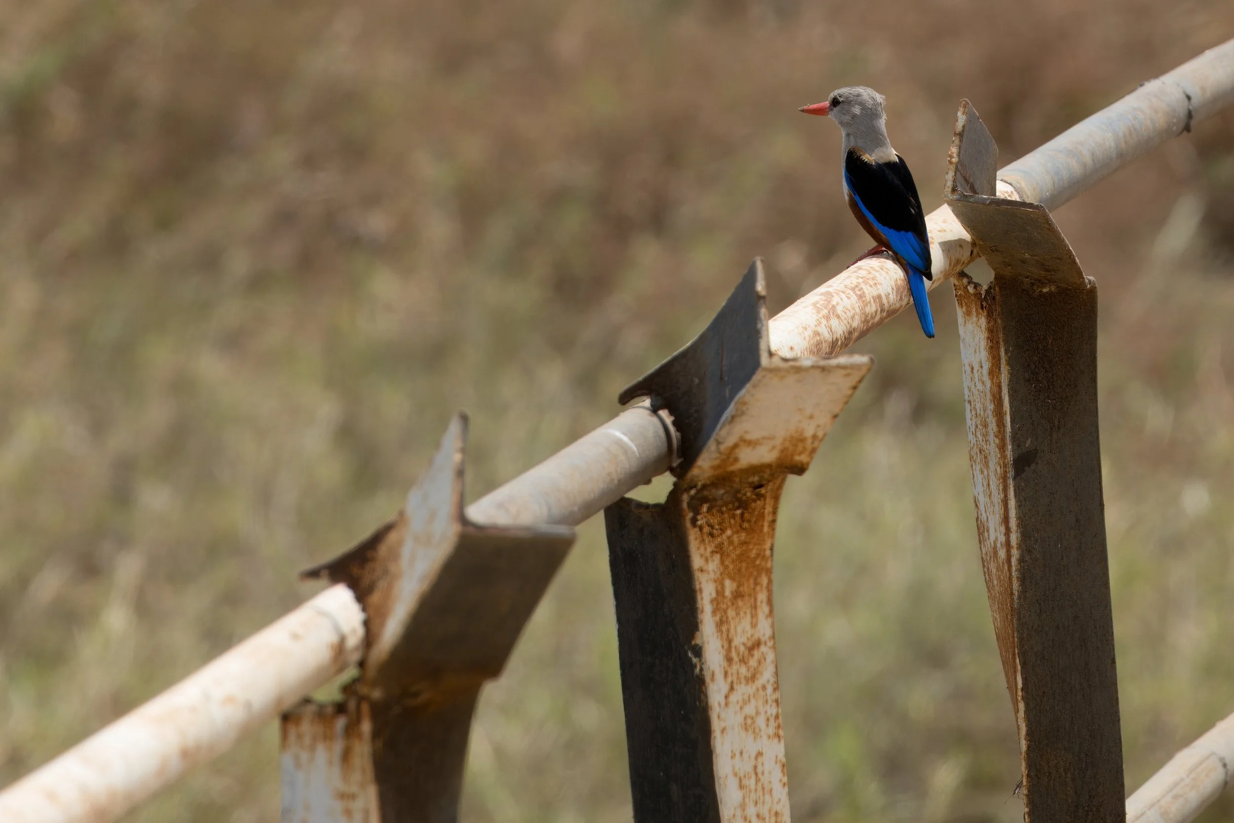 Grey-headed kingfisher (Halcyon leucocephala)