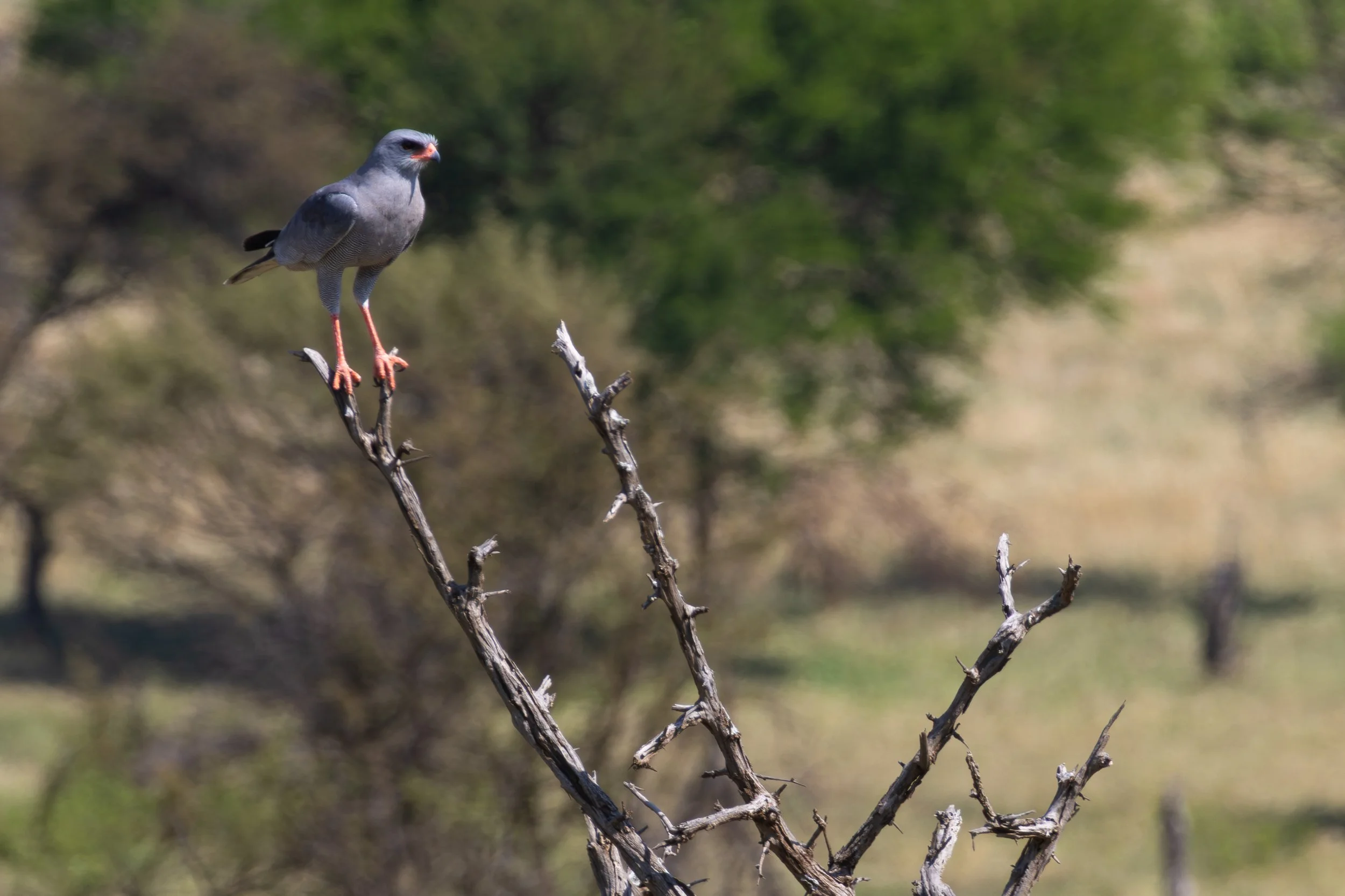 Pale chanting goshawk
