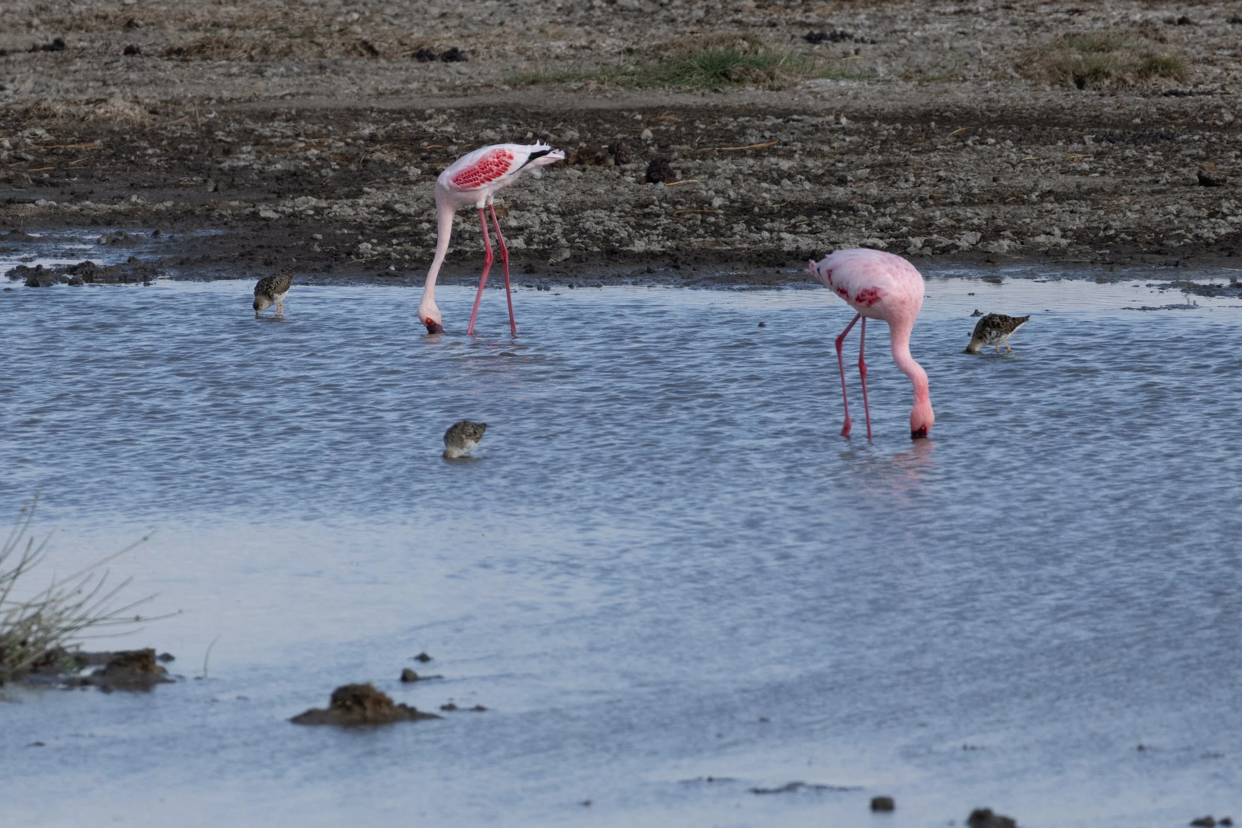 Lesser Flamingo (Swahili: Heroe)