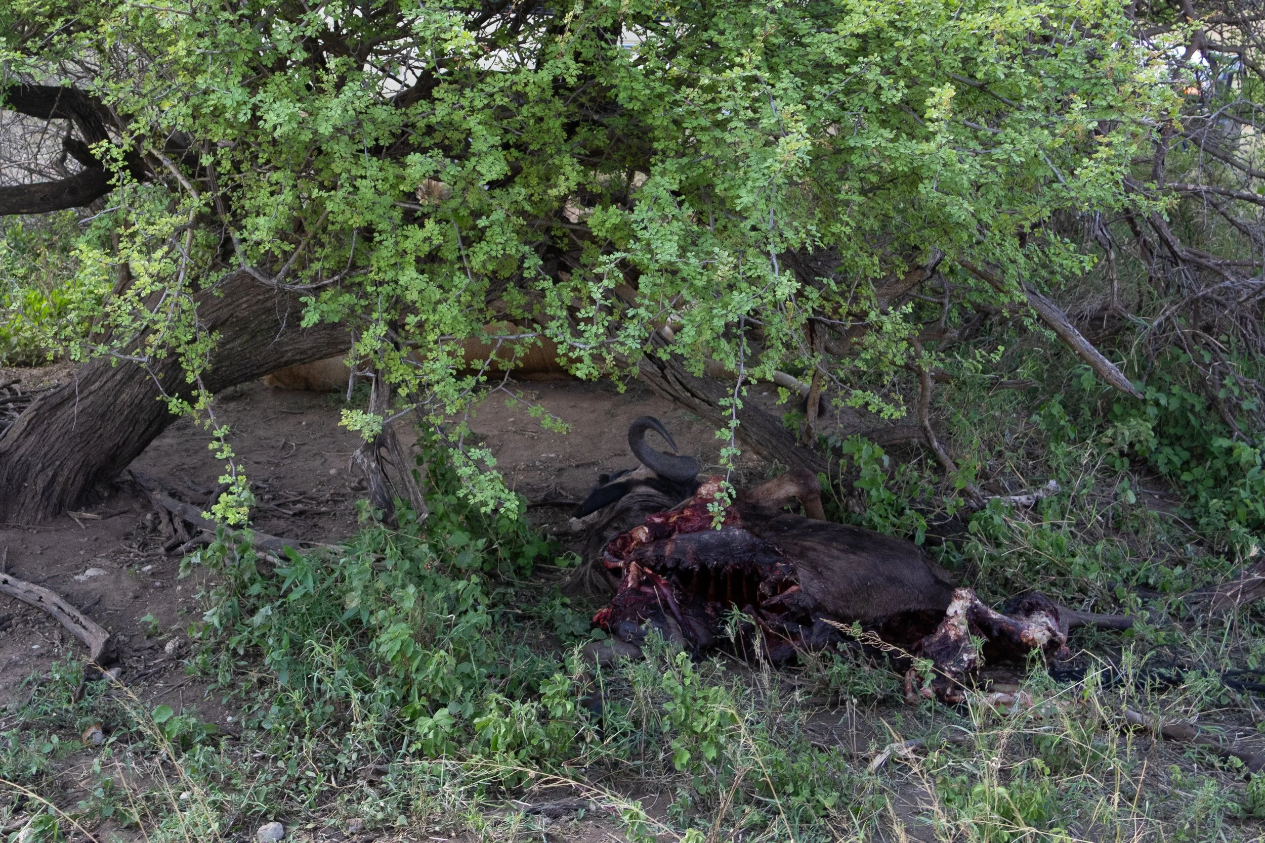 Wildebeest kill next to a lion mother and her two young cubs.