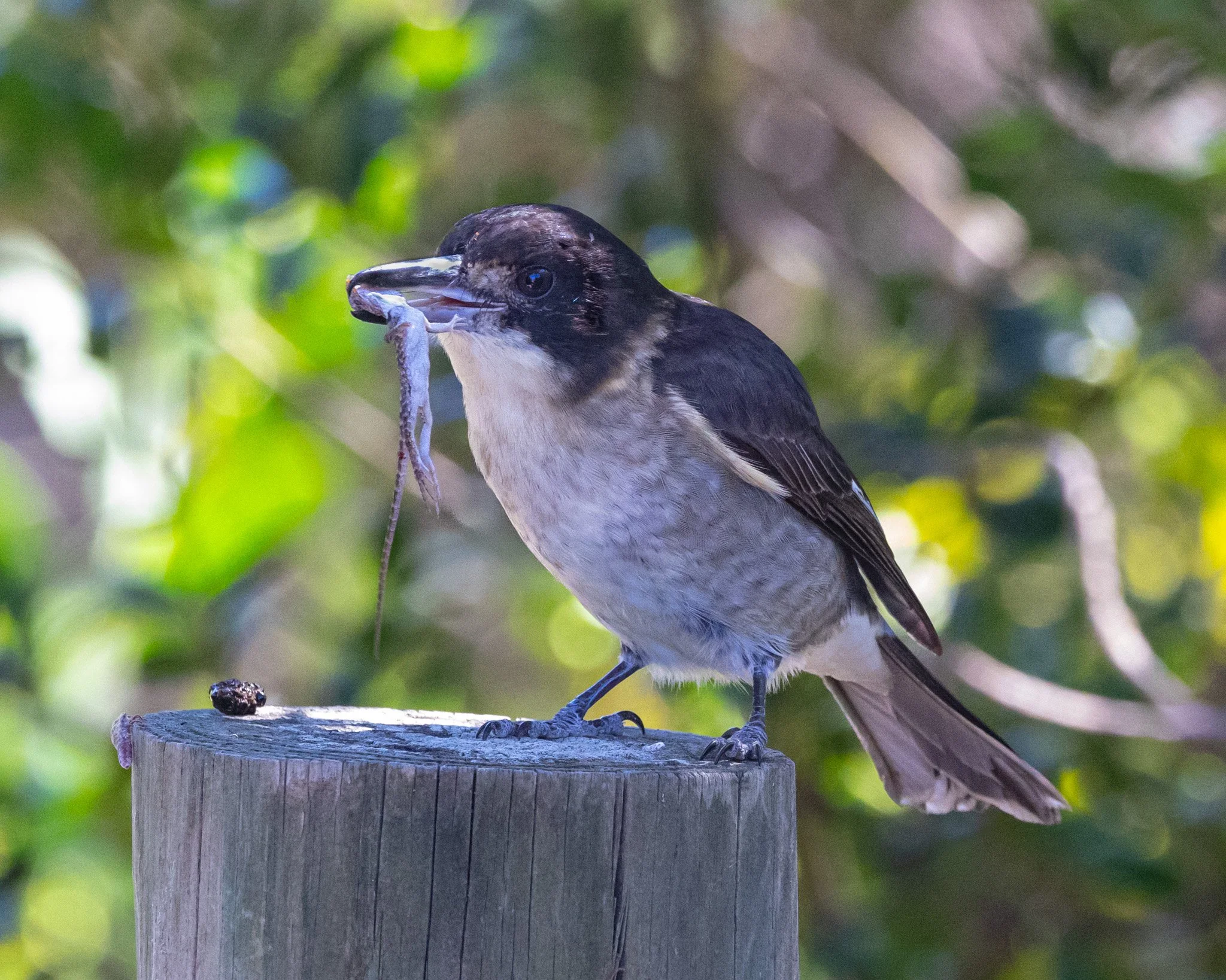 Grey Butcherbird 001