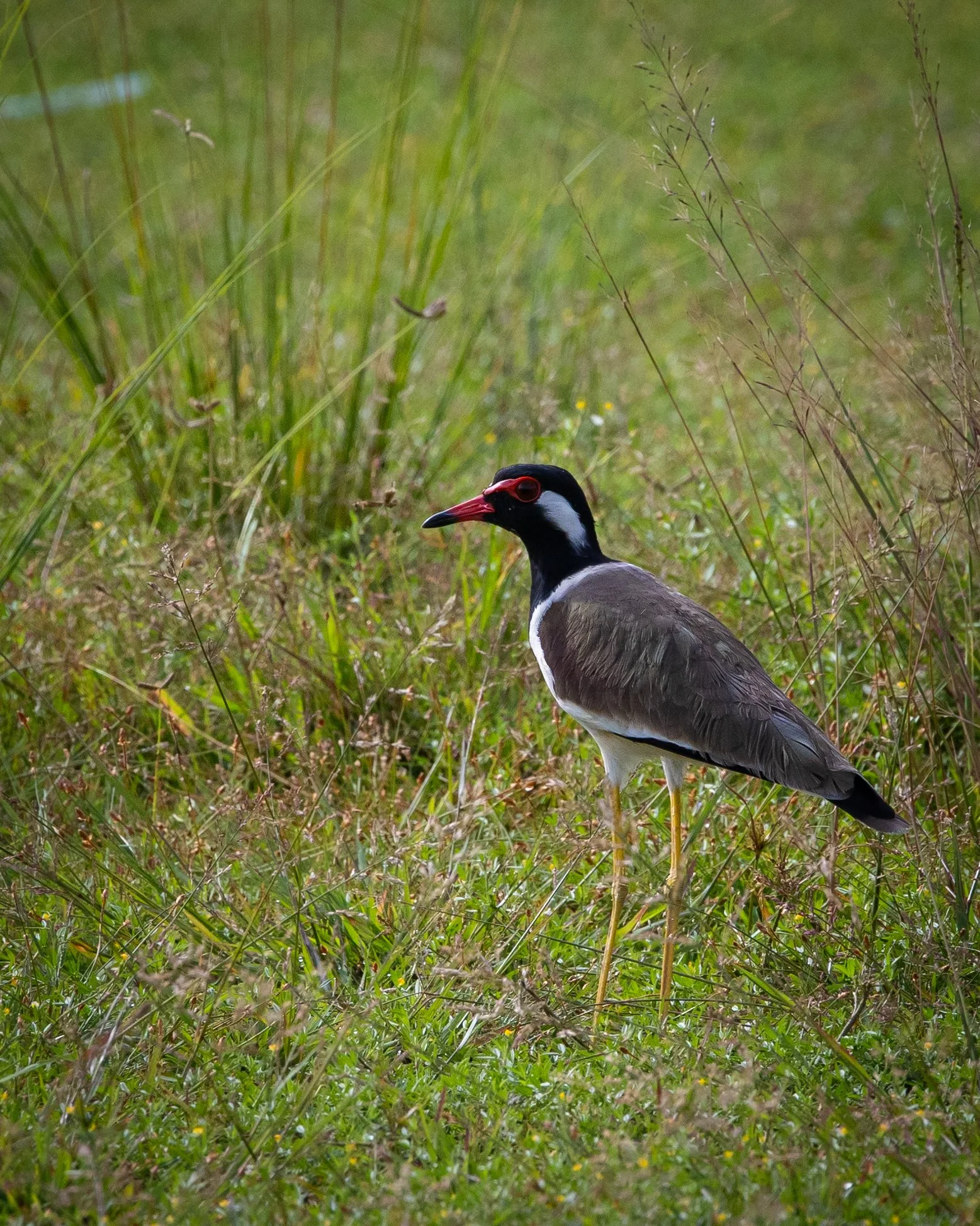 Red-wattled Lapwing 001