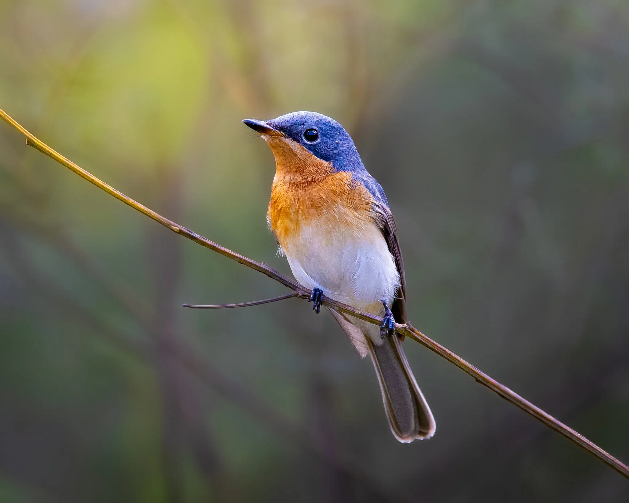 Satin Flycatcher 001