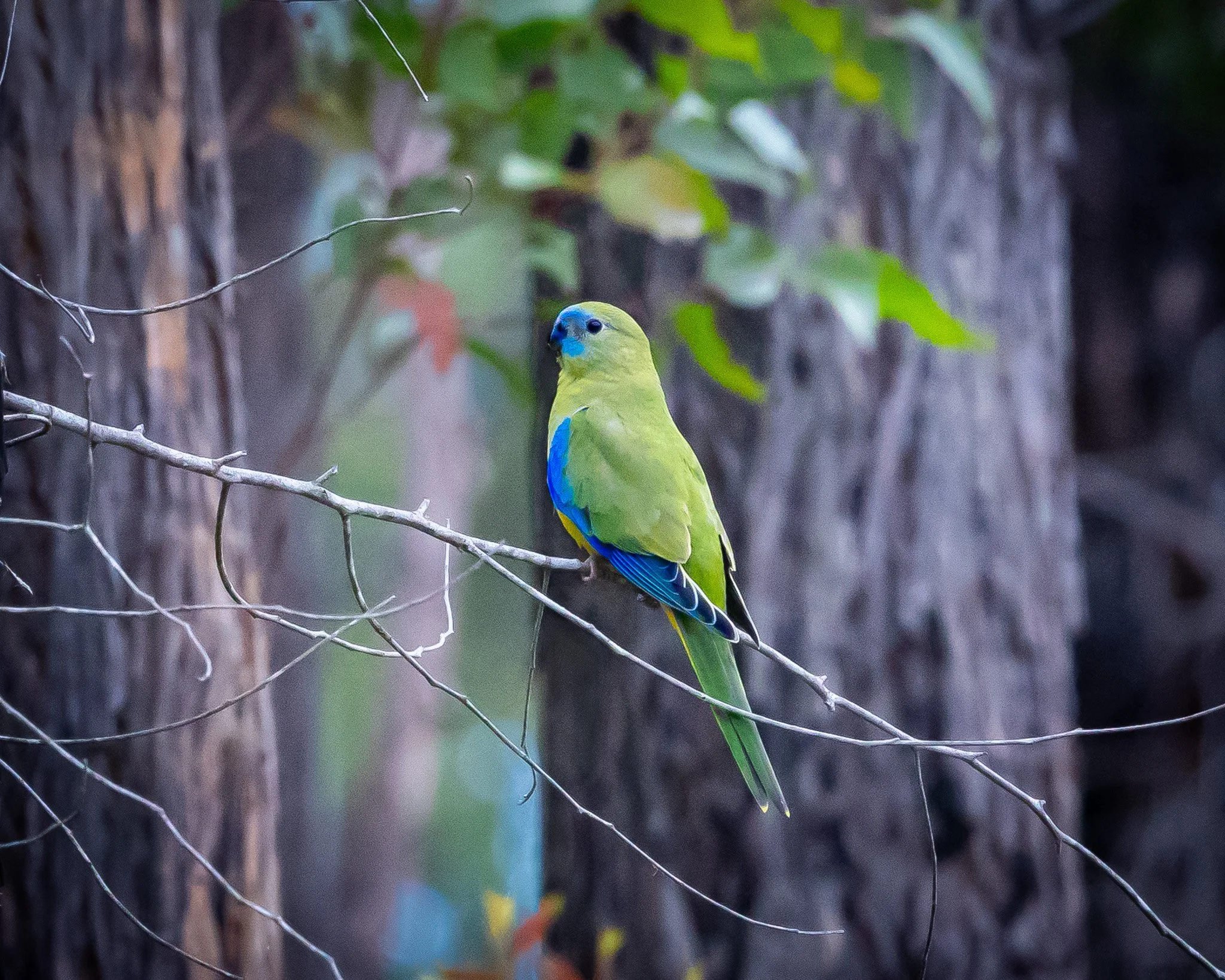 Turquoise Parrot 001