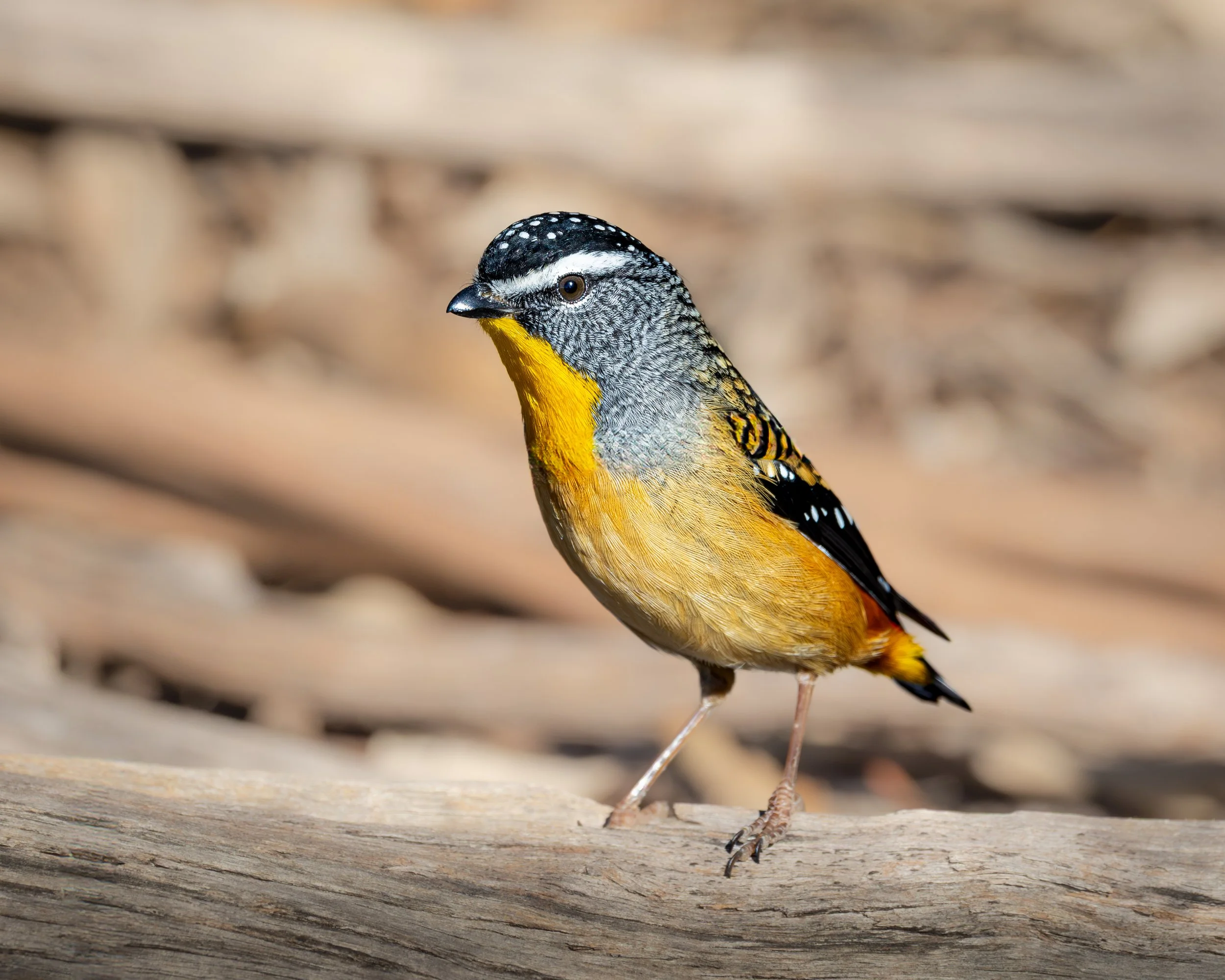 Spotted Pardalote 006
