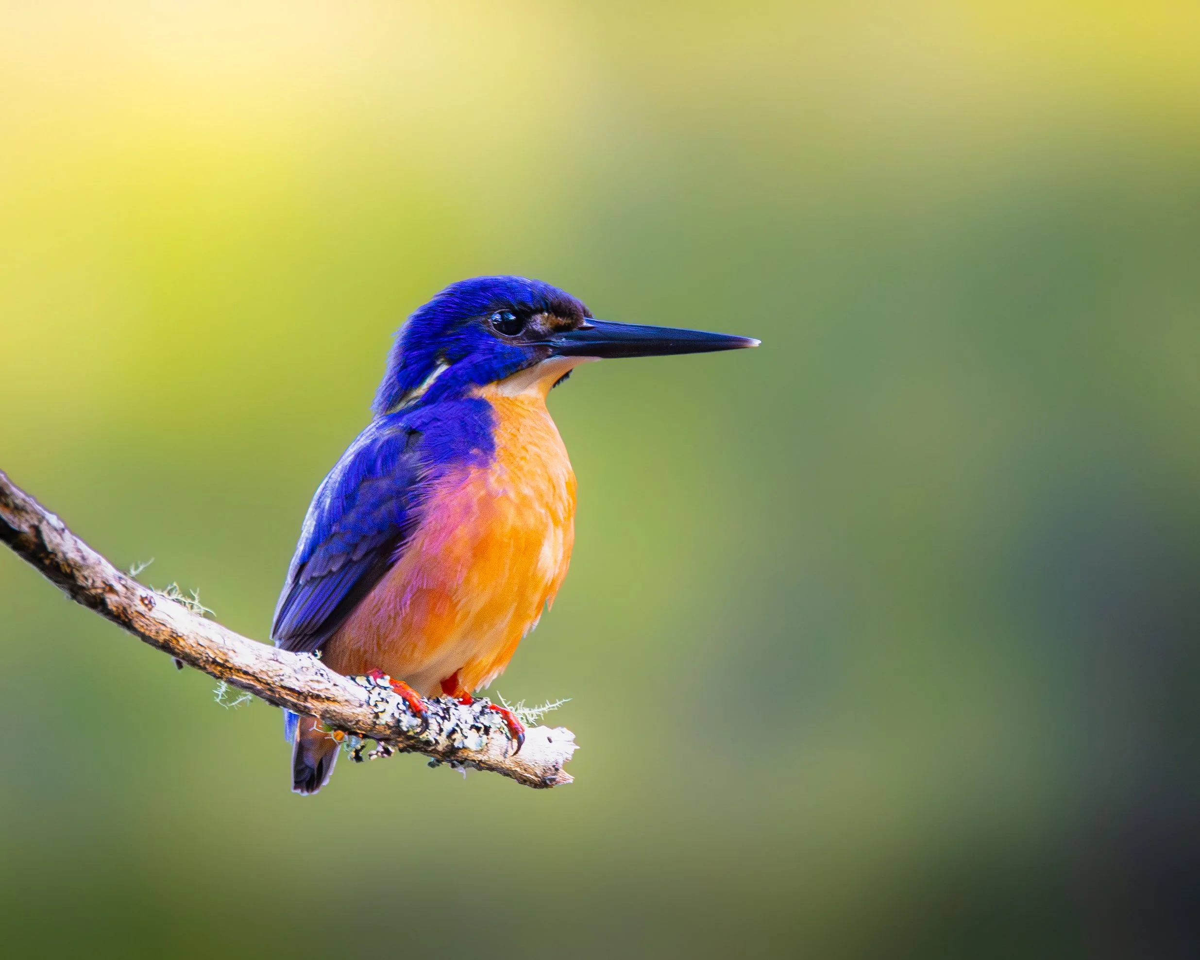 Azure Kingfisher 001