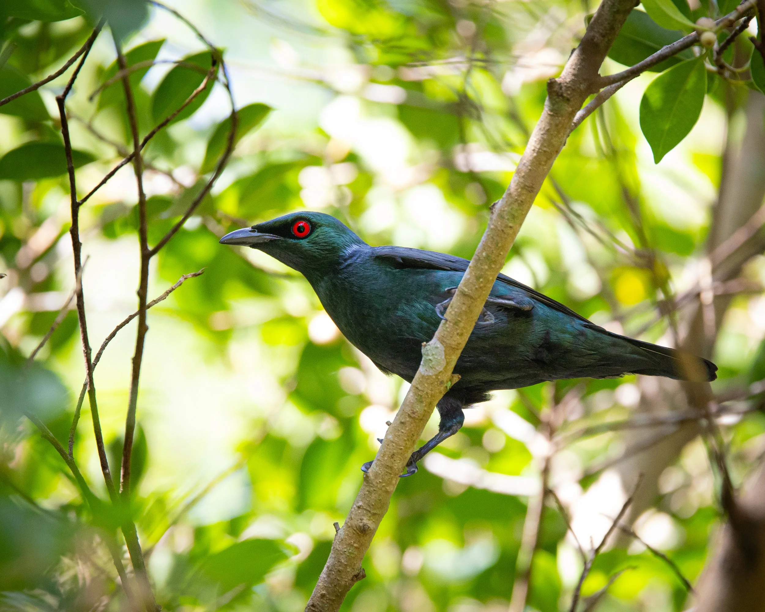 Glossy Starling 001