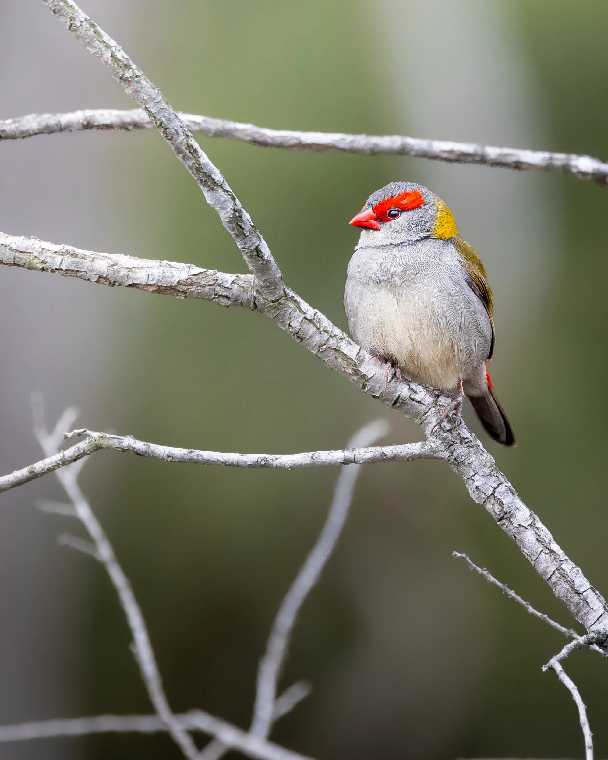 Red-browed Finch 001