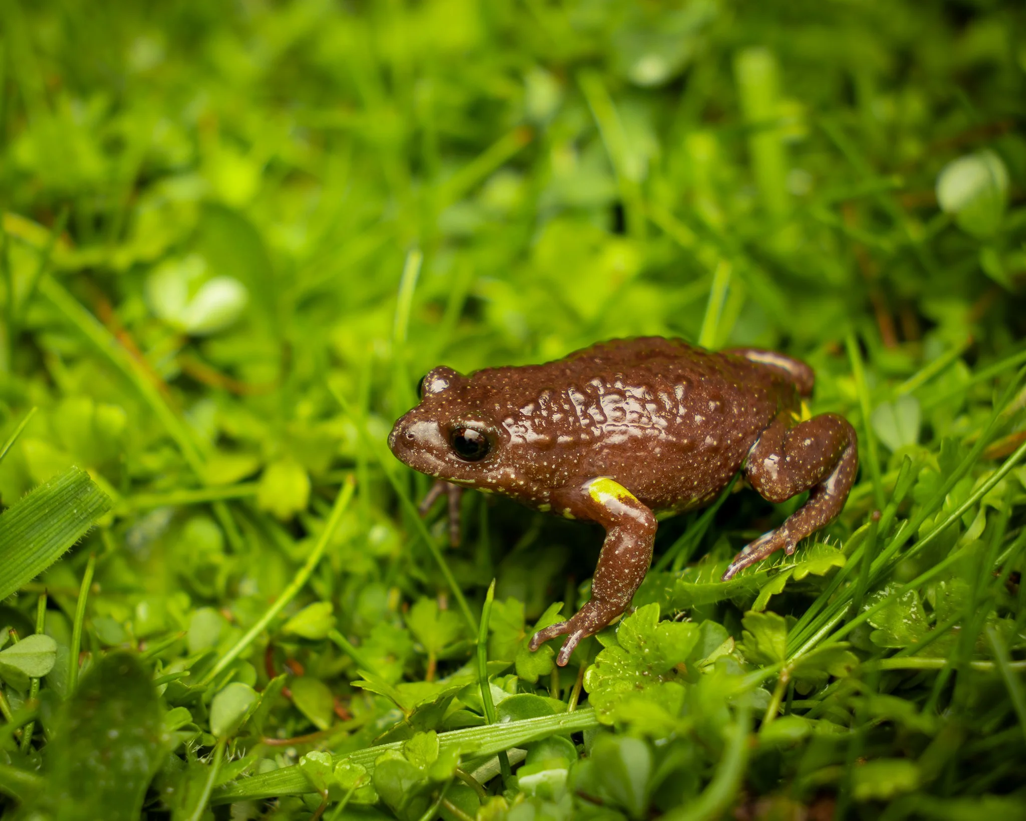 Bibron's Toadlet 002