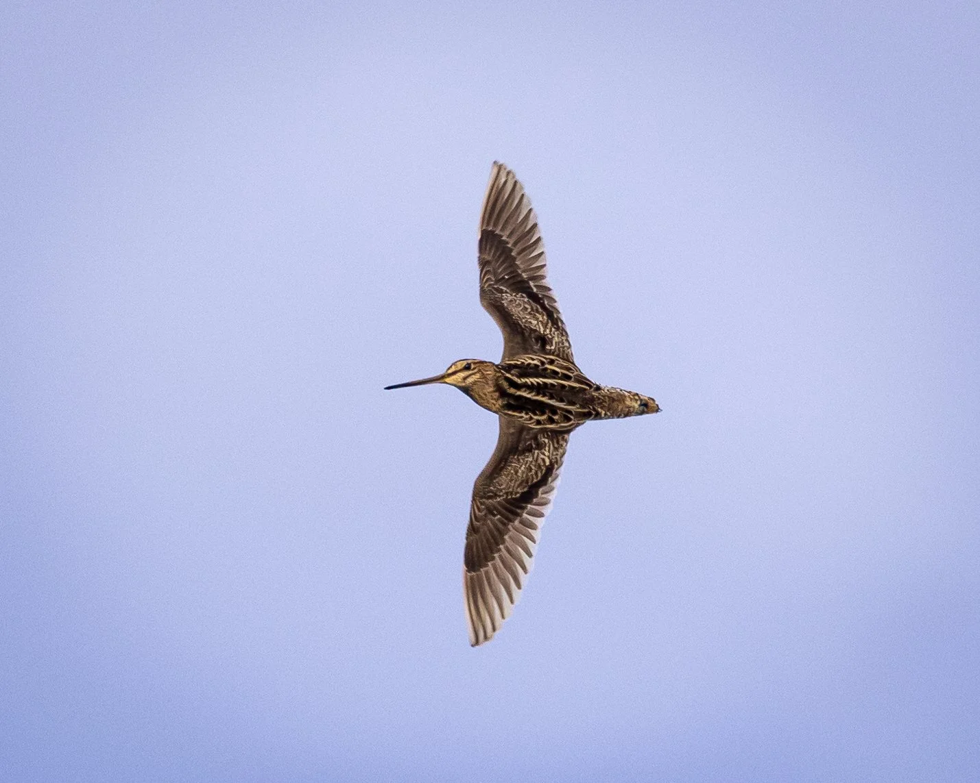 Latham's Snipe 002