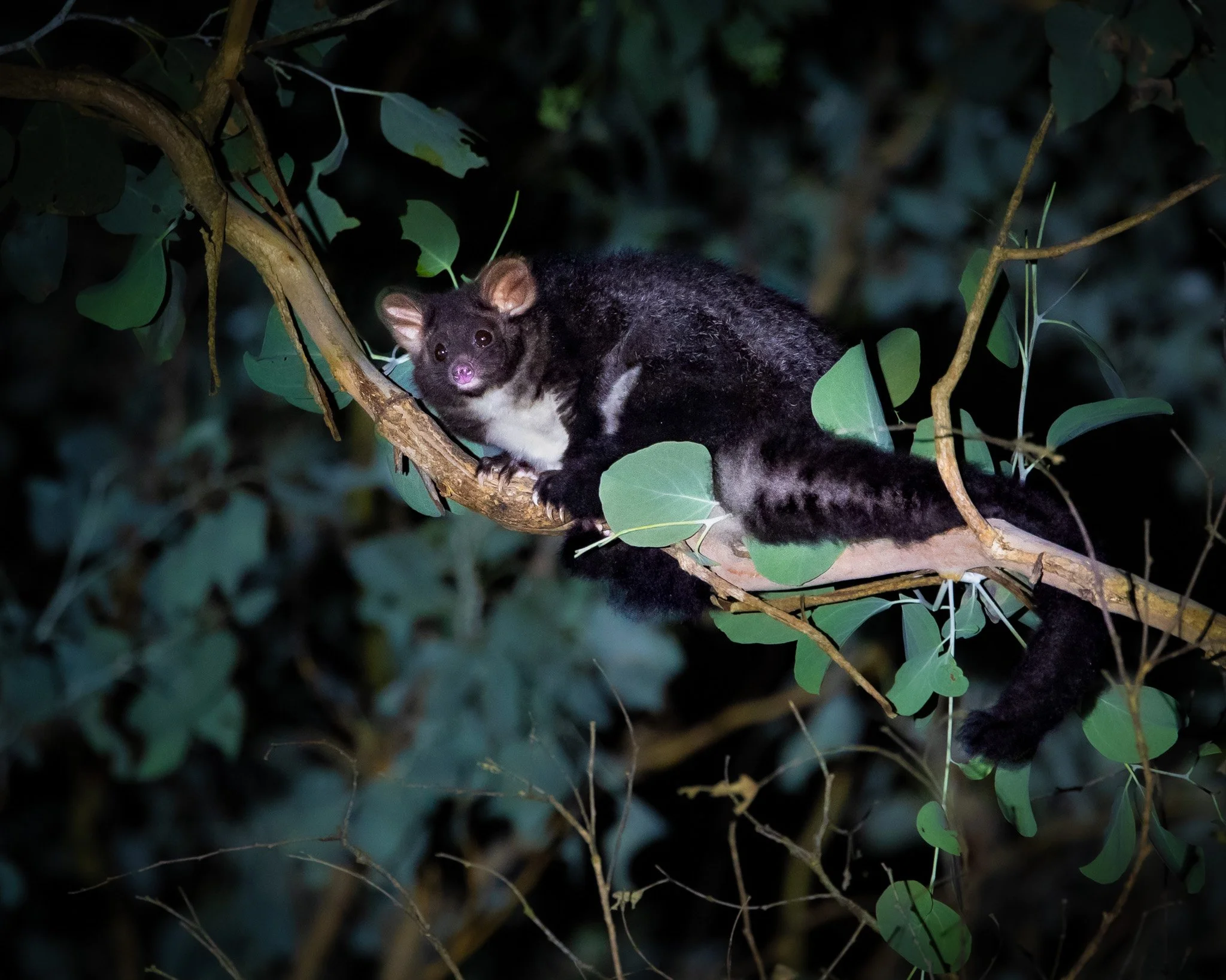 Southern Greater Glider 002