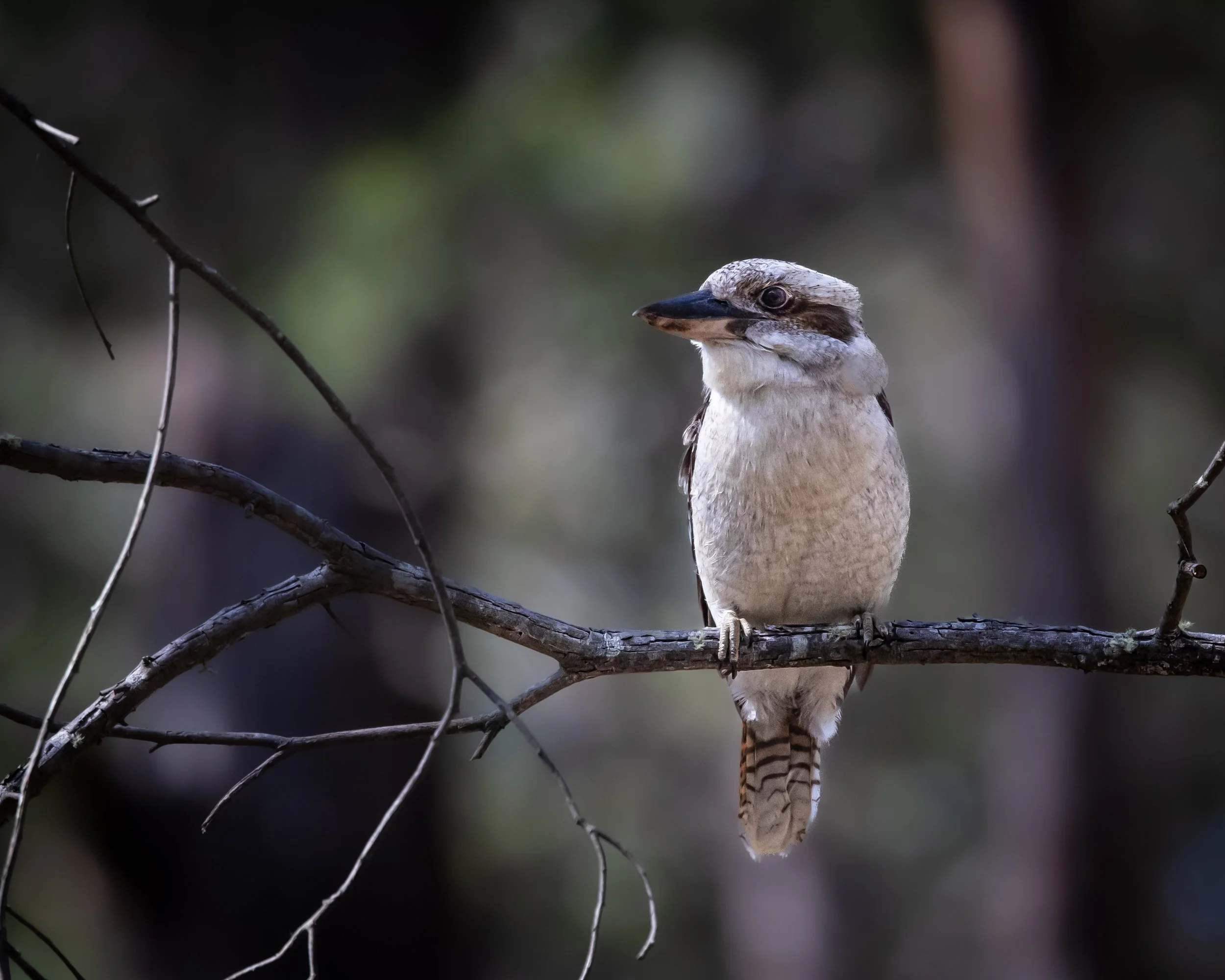 Laughing Kookaburra 002