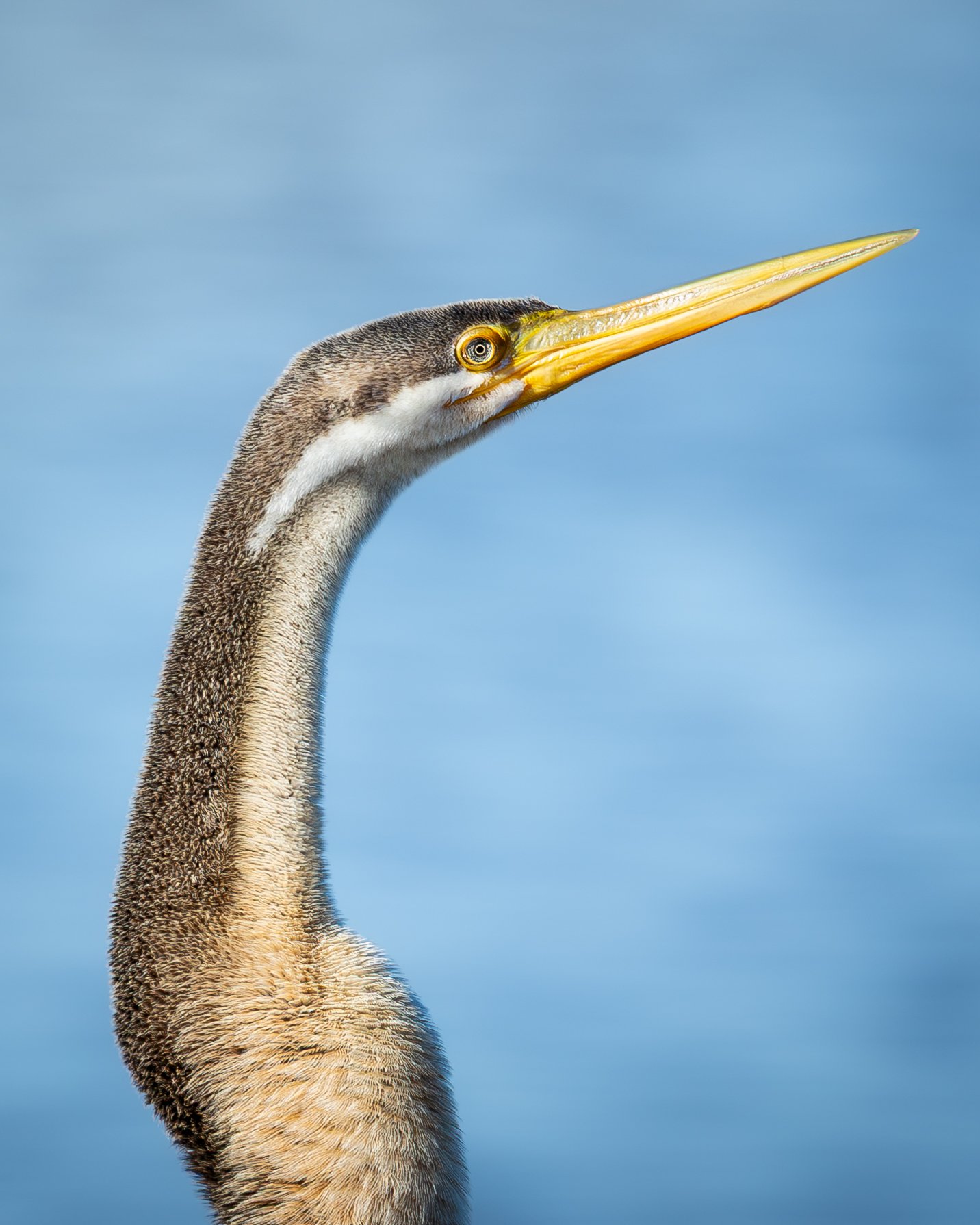 Australian Darter 001 