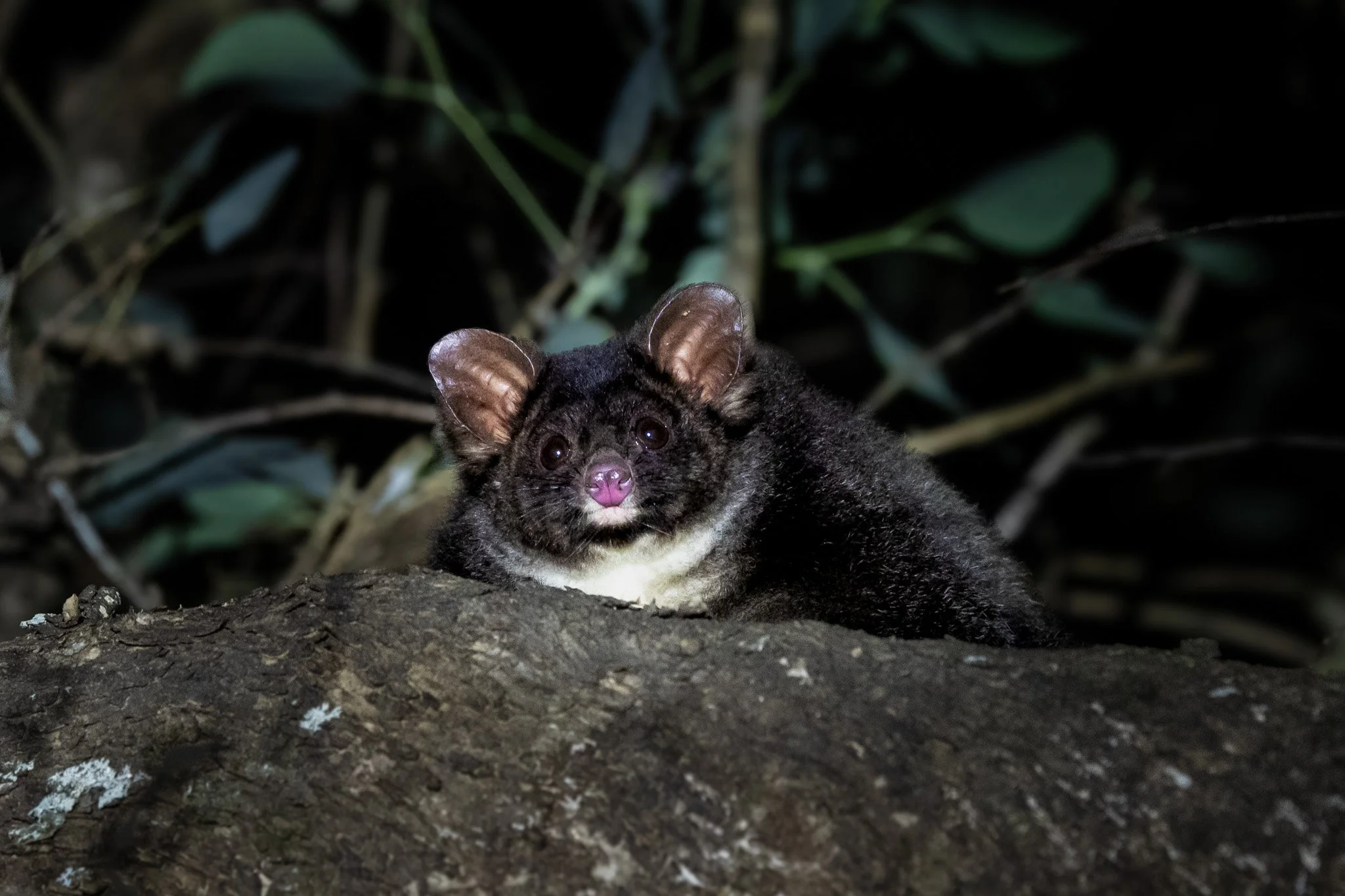 Southern Greater Glider 008