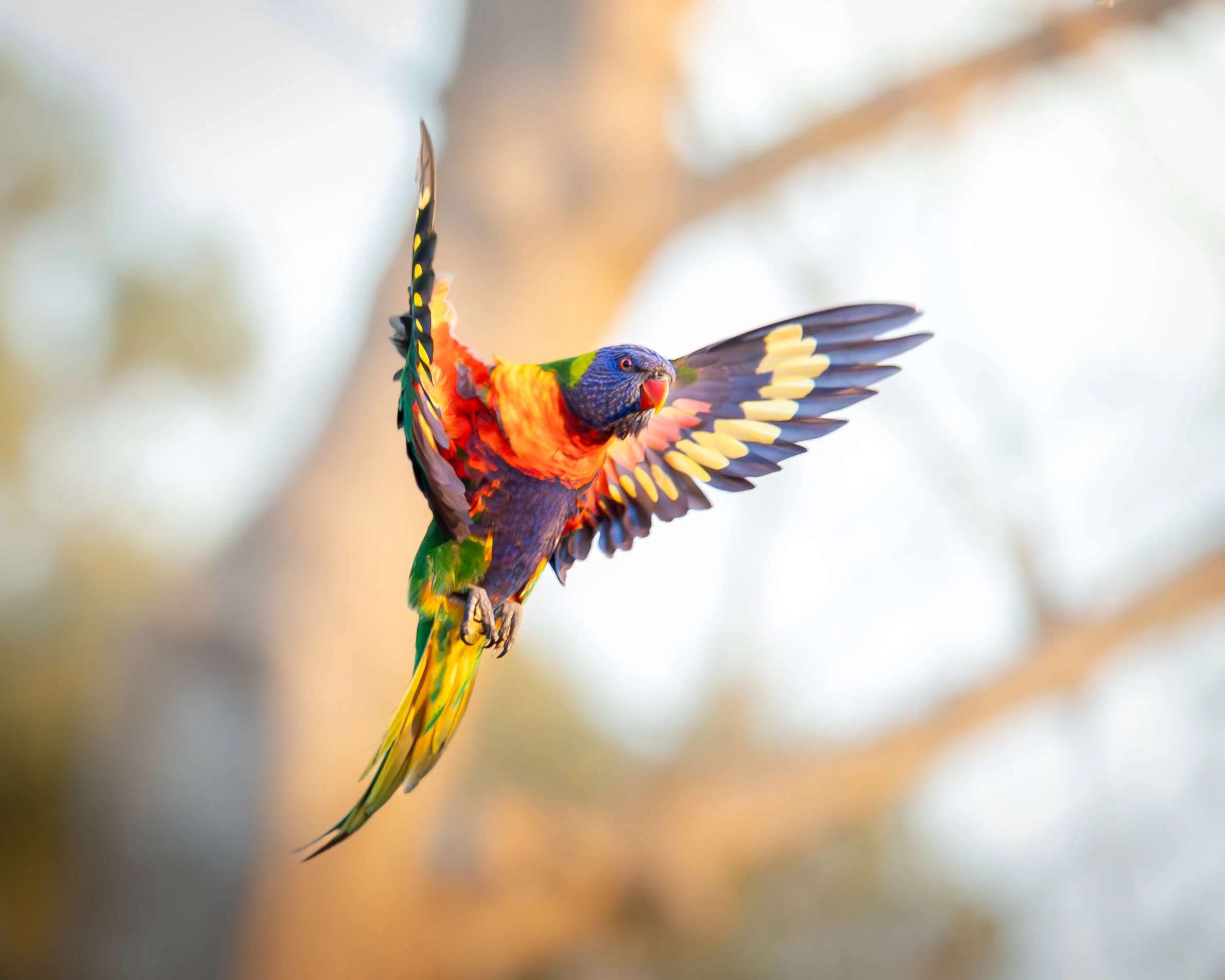 Rainbow Lorikeet 002