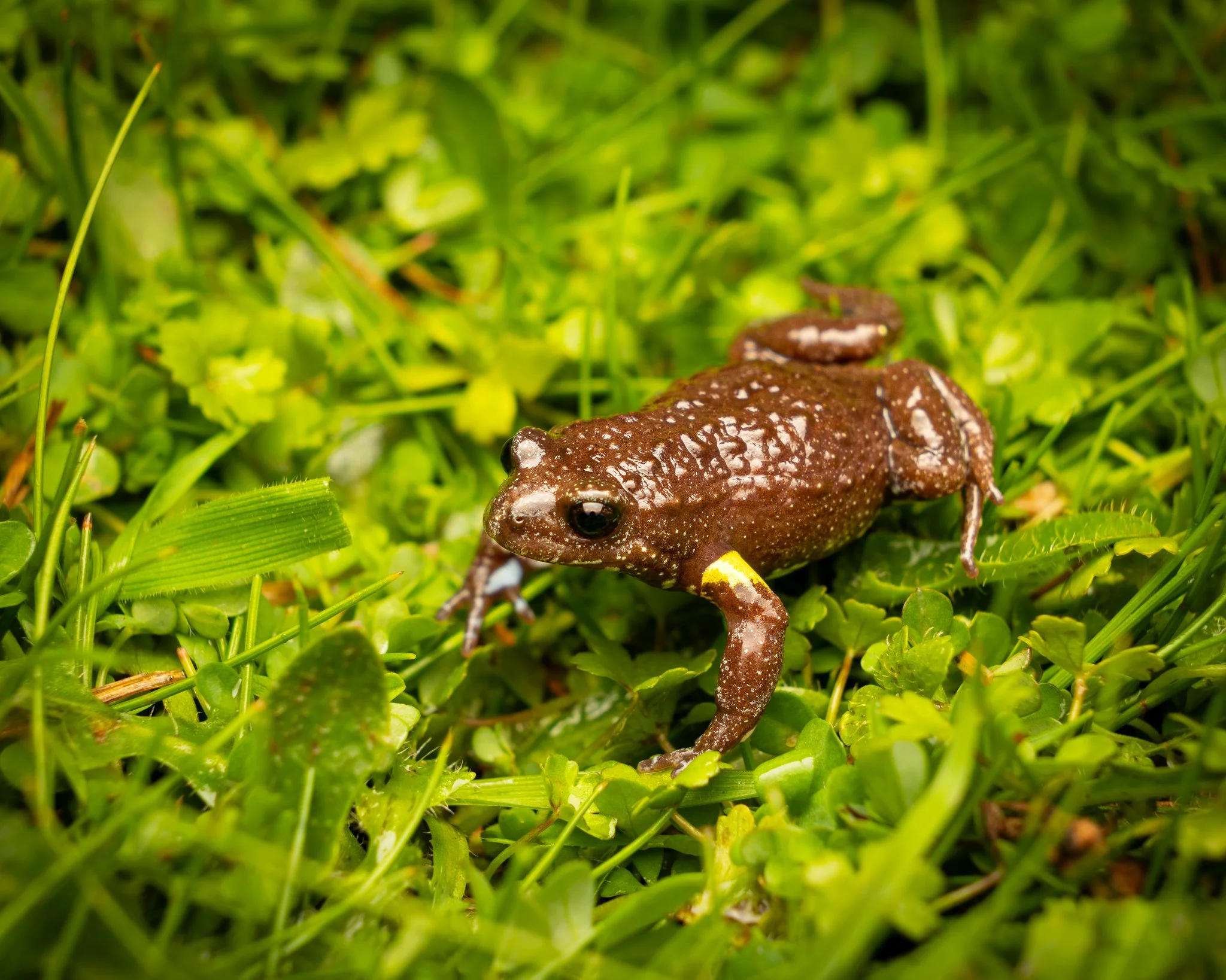 Bibron's Toadlet 001