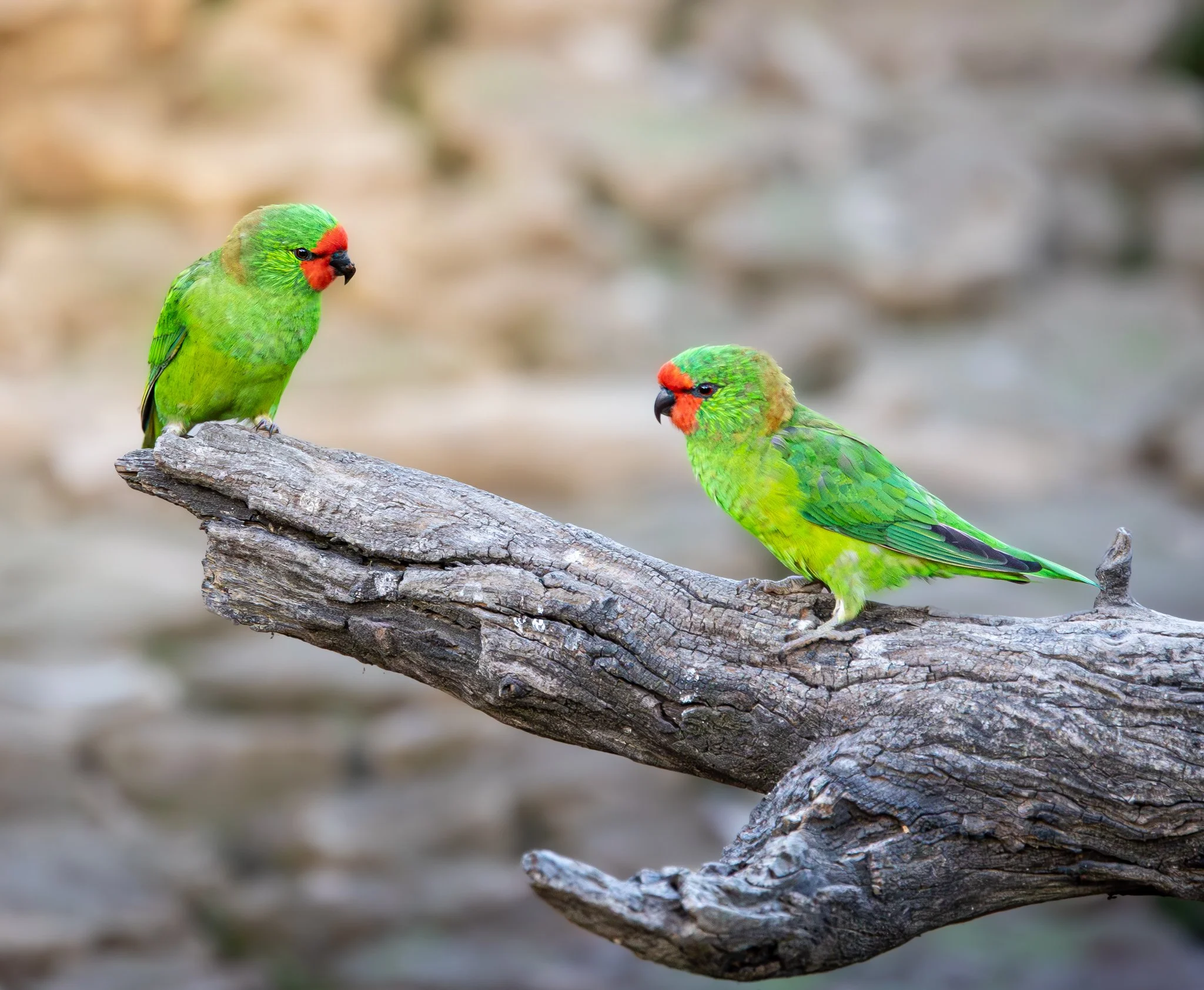 Little Lorikeet 002