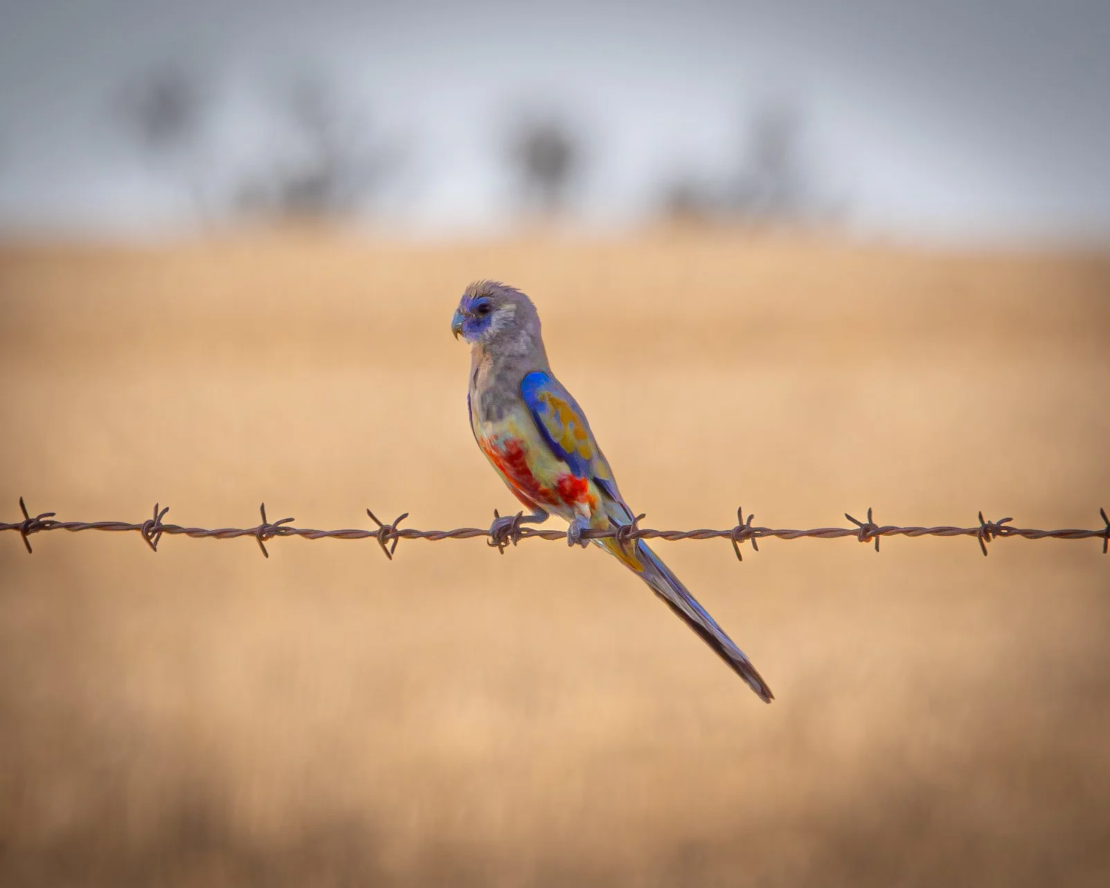 Blue-winged Parrot 001