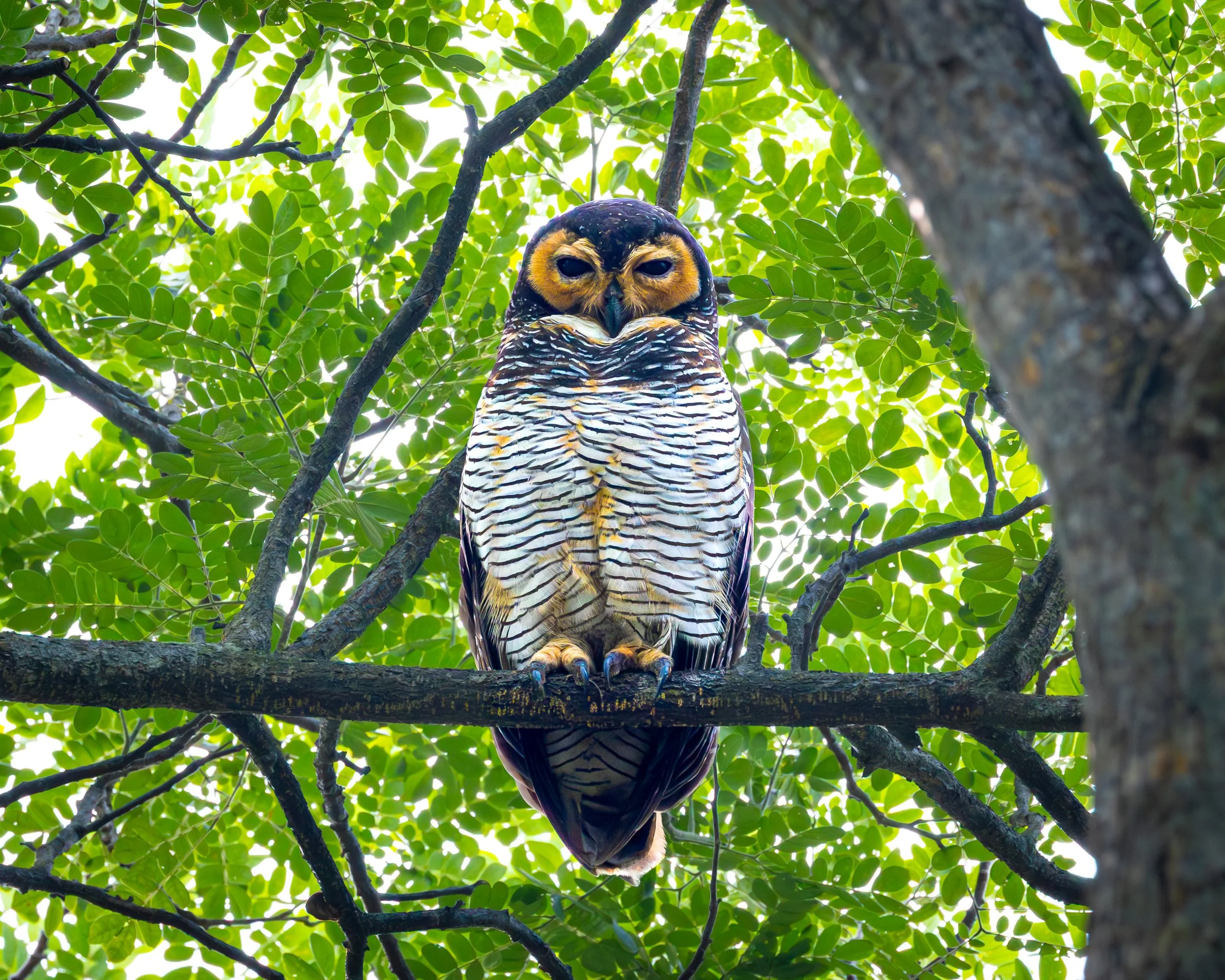 Spotted Wood Owl 001