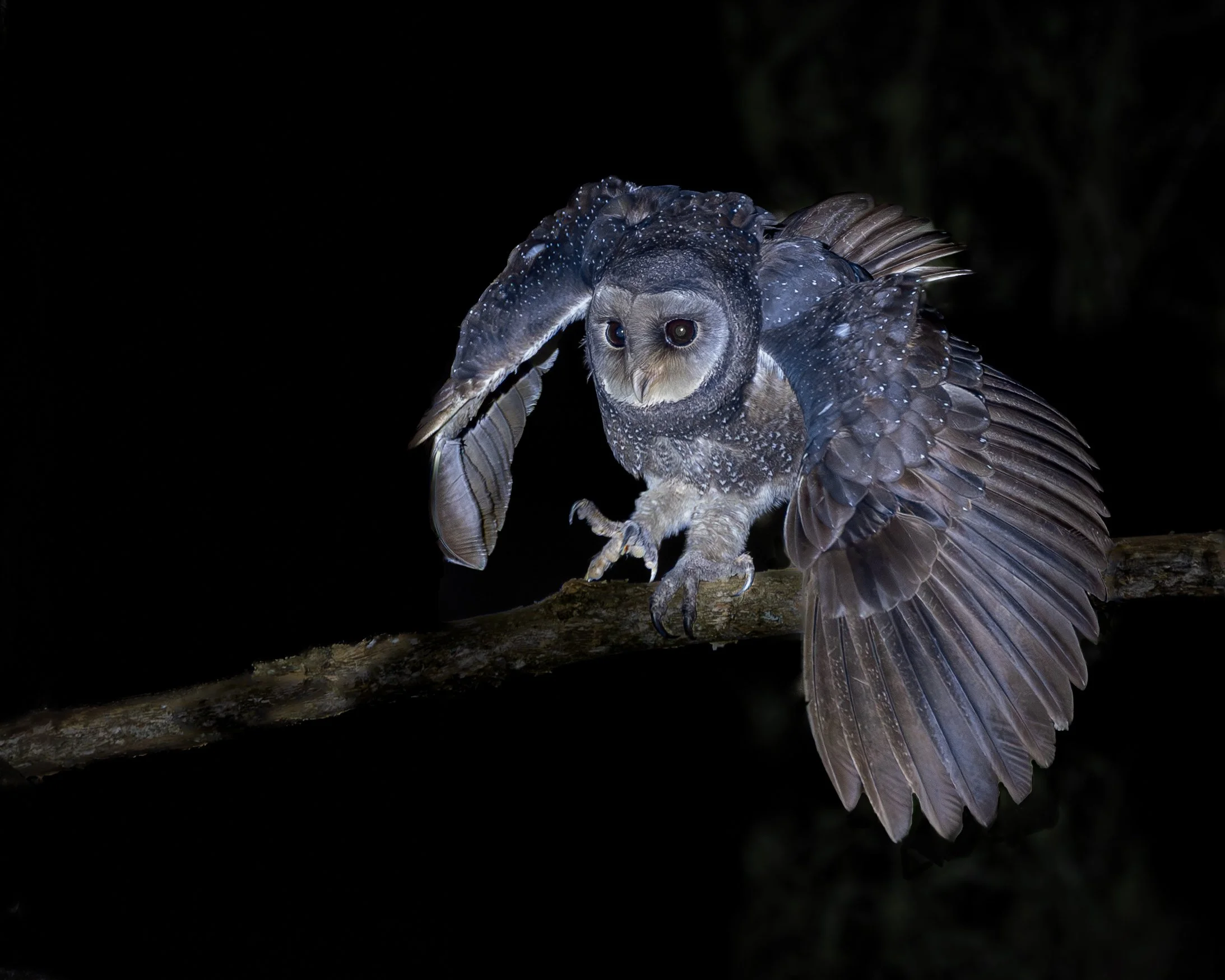Sooty Owl 006