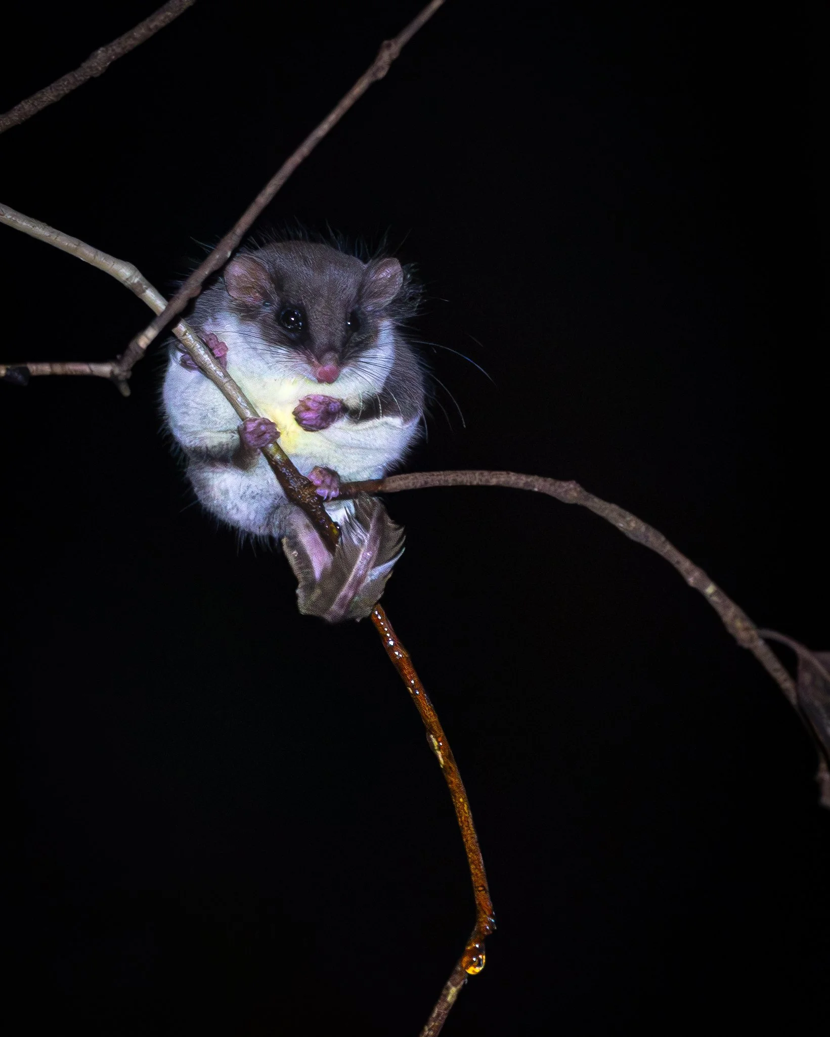 Feathertail Glider 004