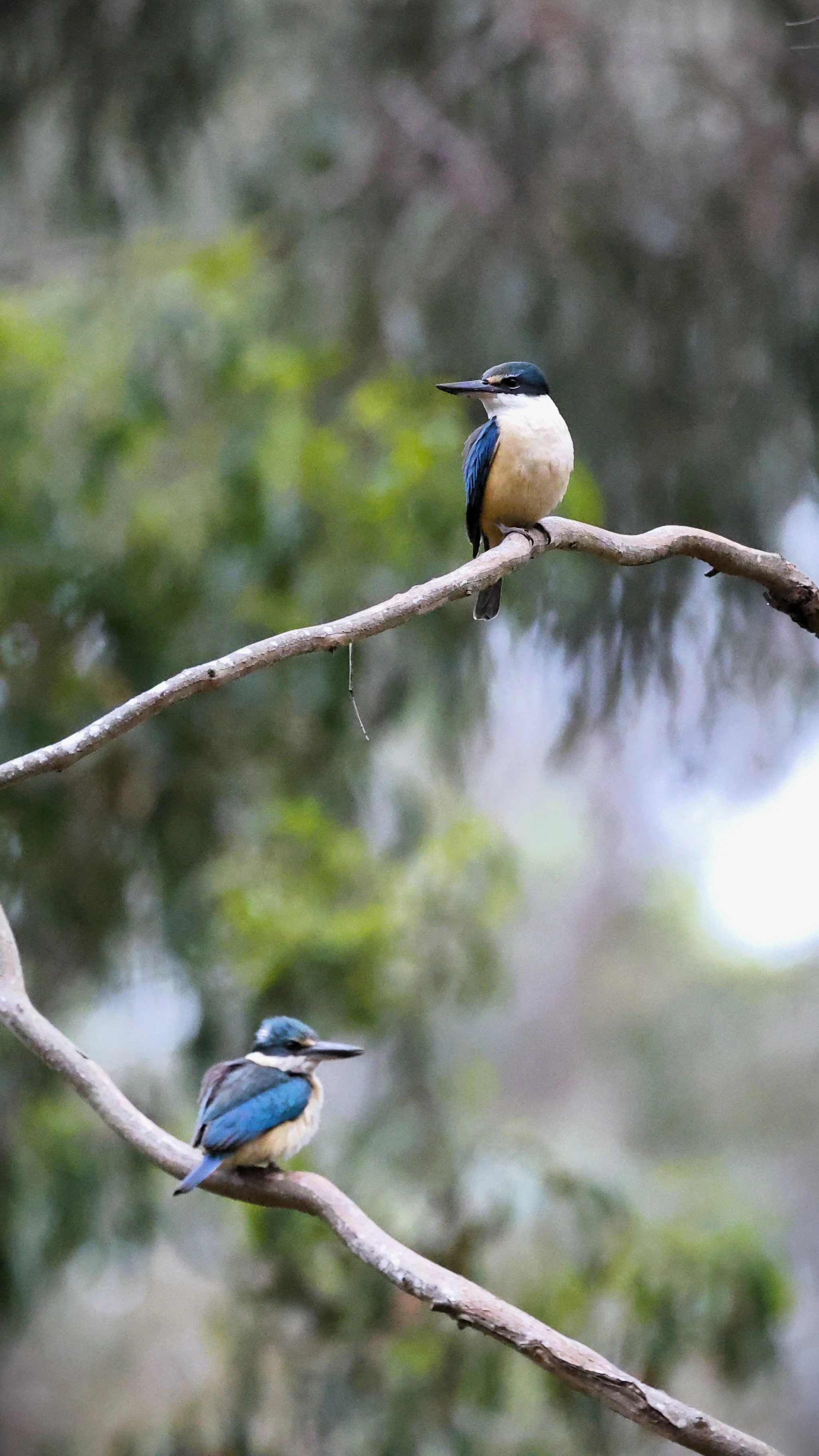 Sacred Kingfisher 002