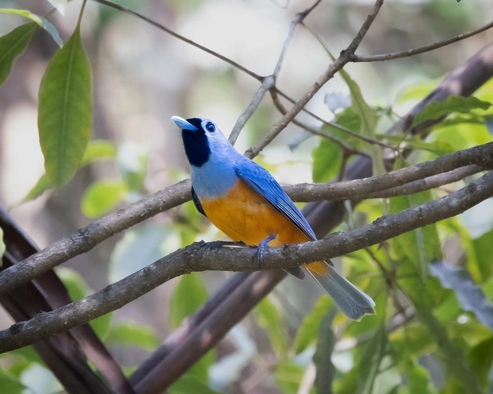Black-faced Monarch 003