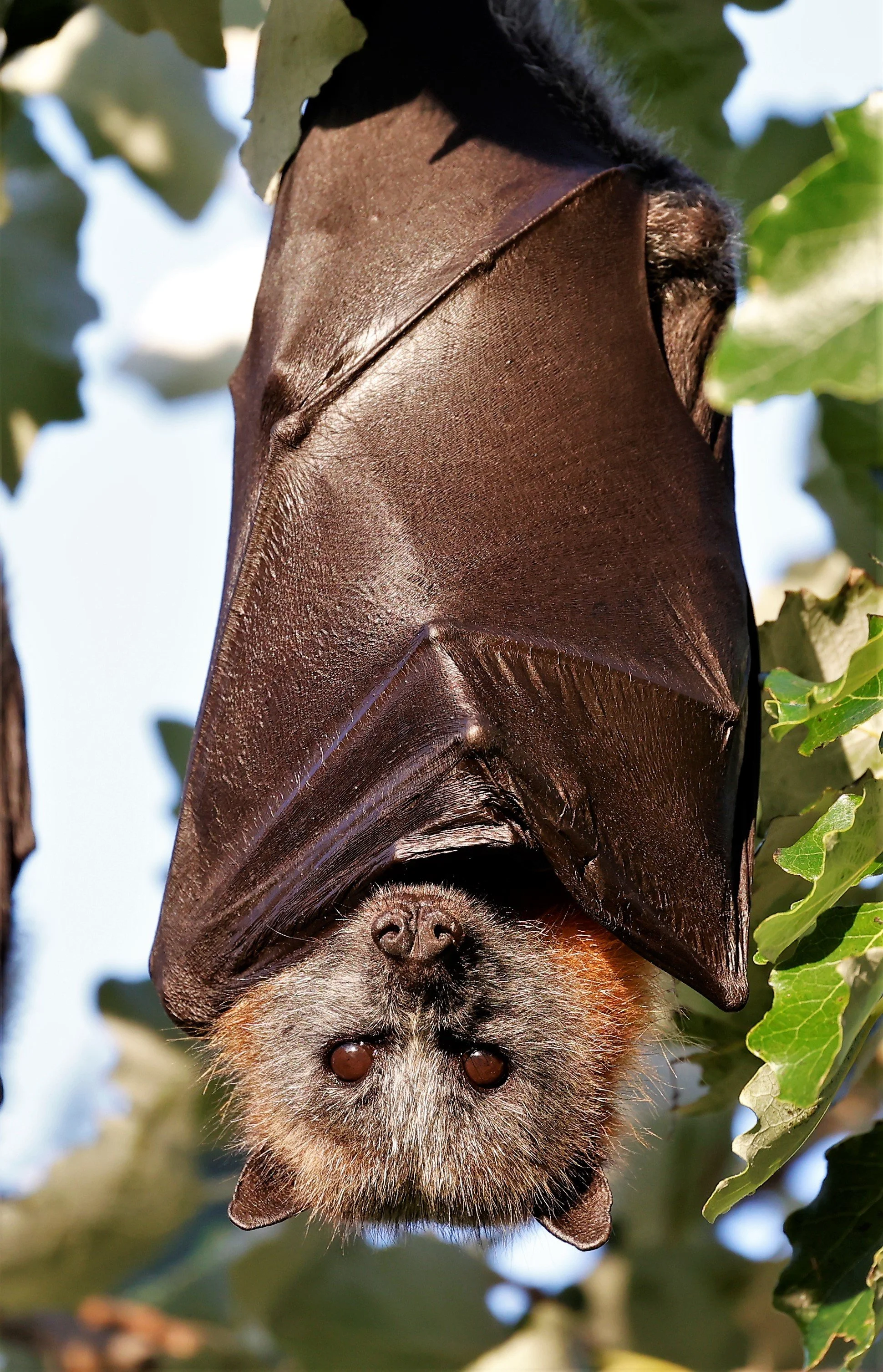 Grey-headed Flying-fox 002