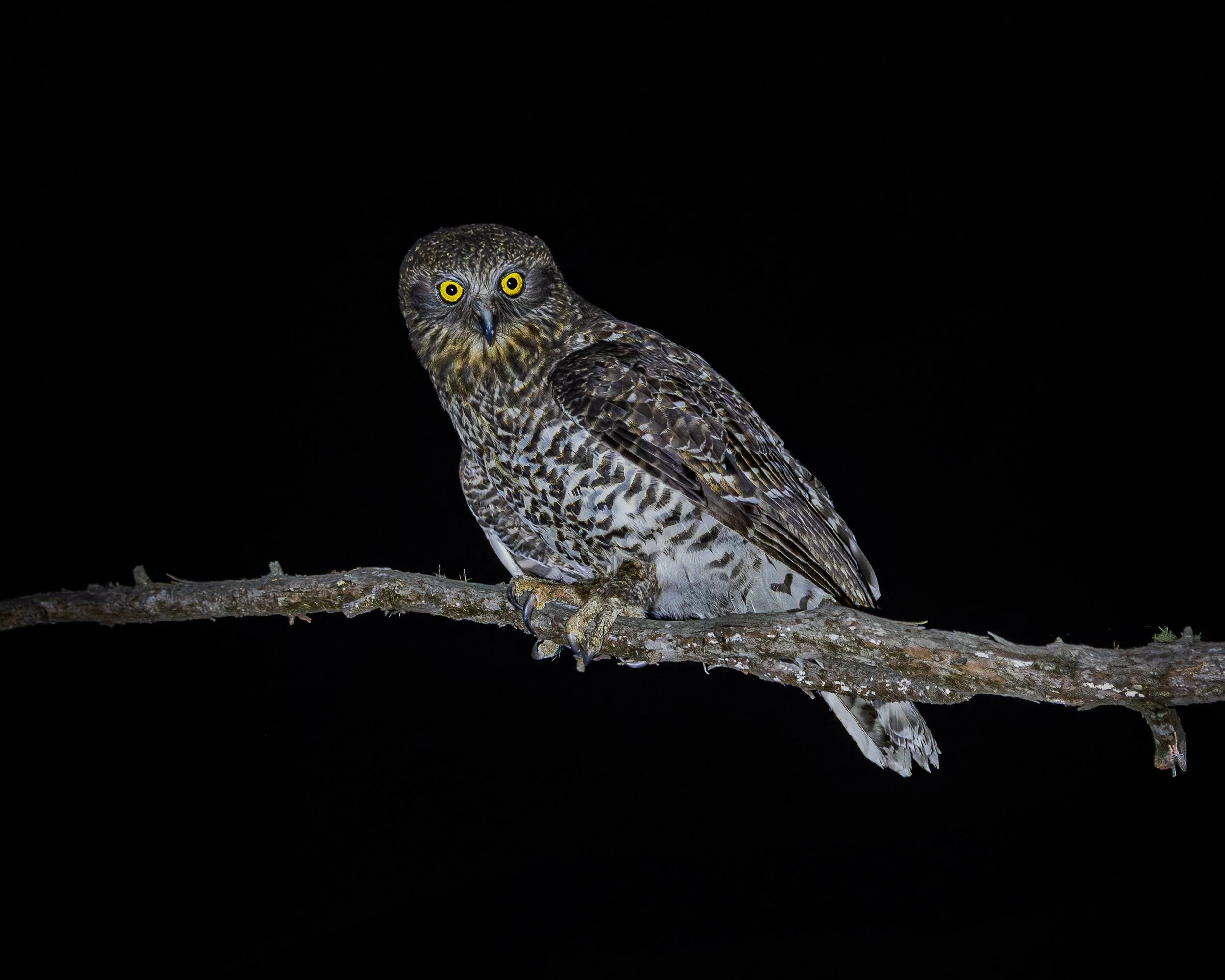 Powerful Owl 003