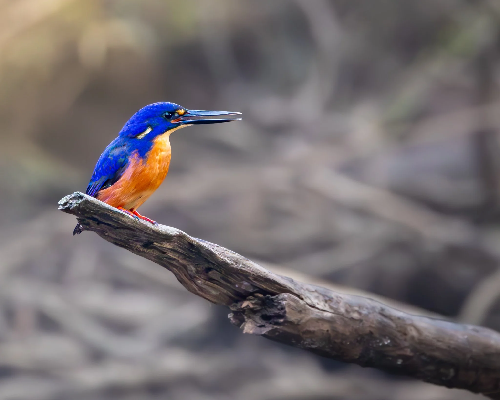 Azure Kingfisher 005