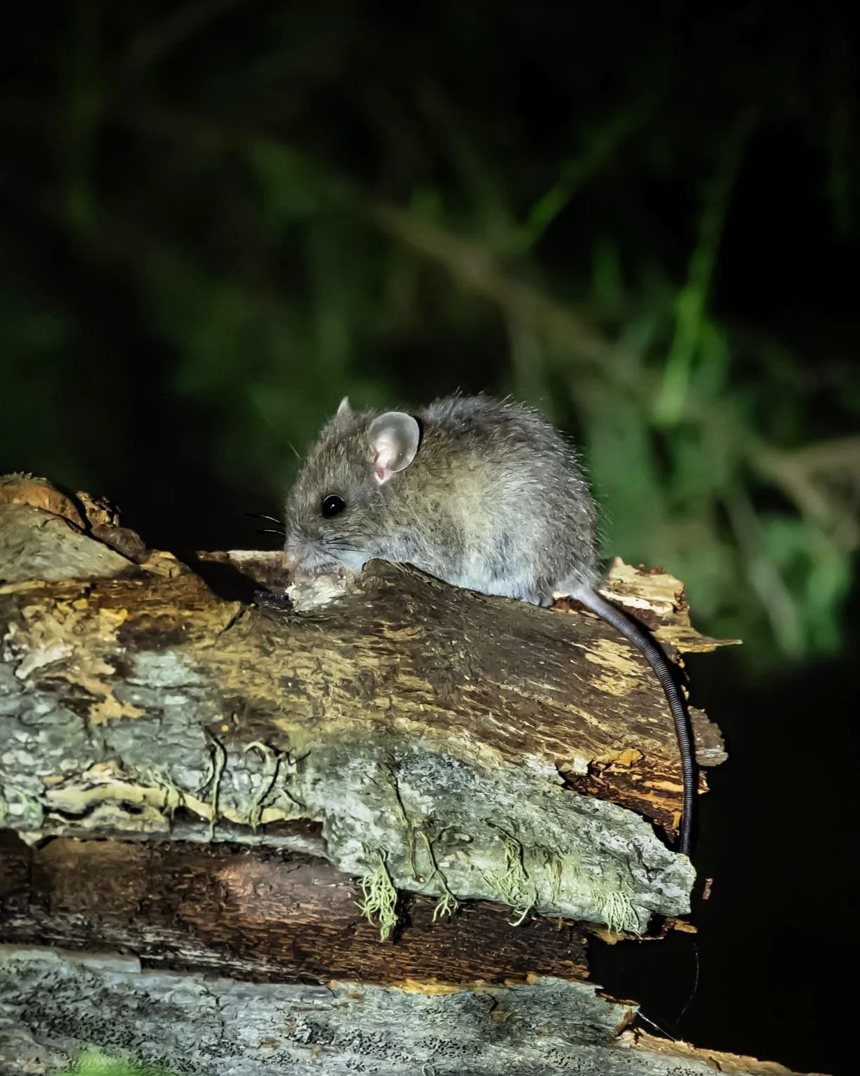 Australian Swamp Rat 001