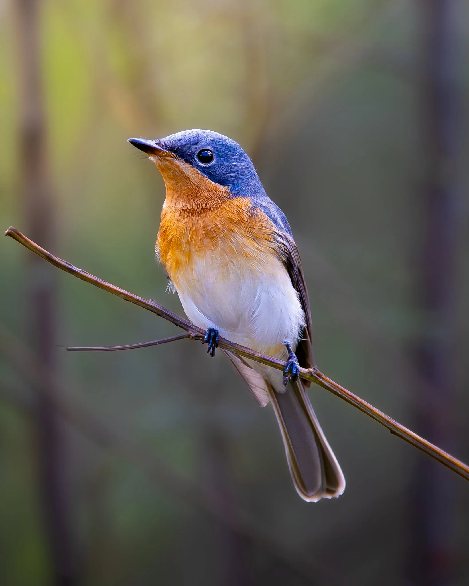 Satin Flycatcher 002