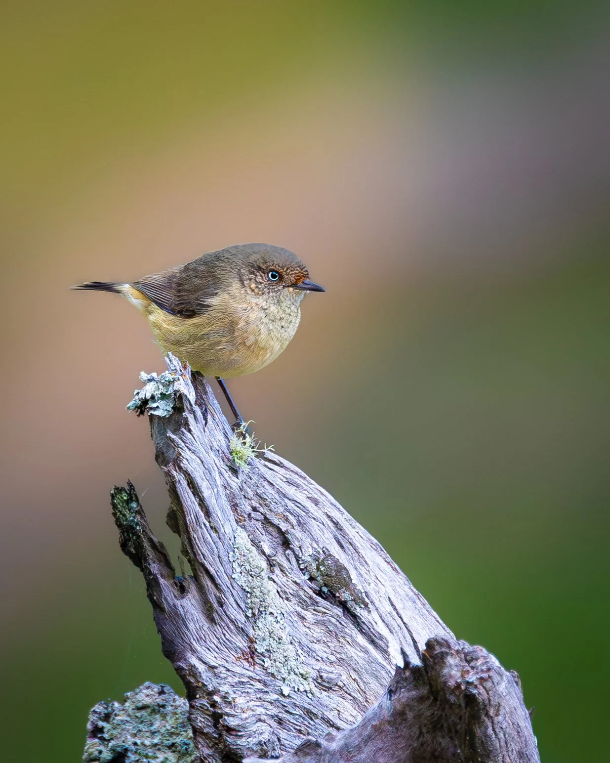 Buff-rumped Thornbill 005