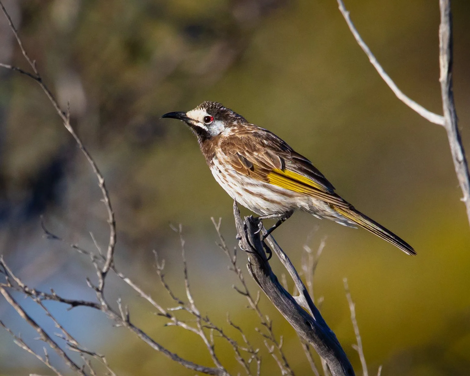 White-fronted Honeyeater 002
