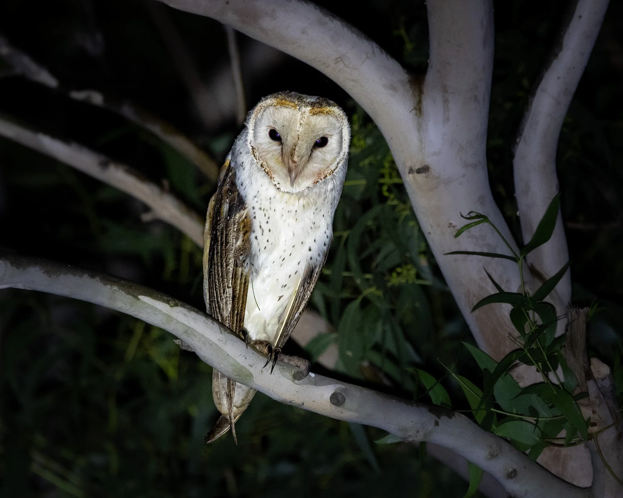 Eastern Barn Owl 001
