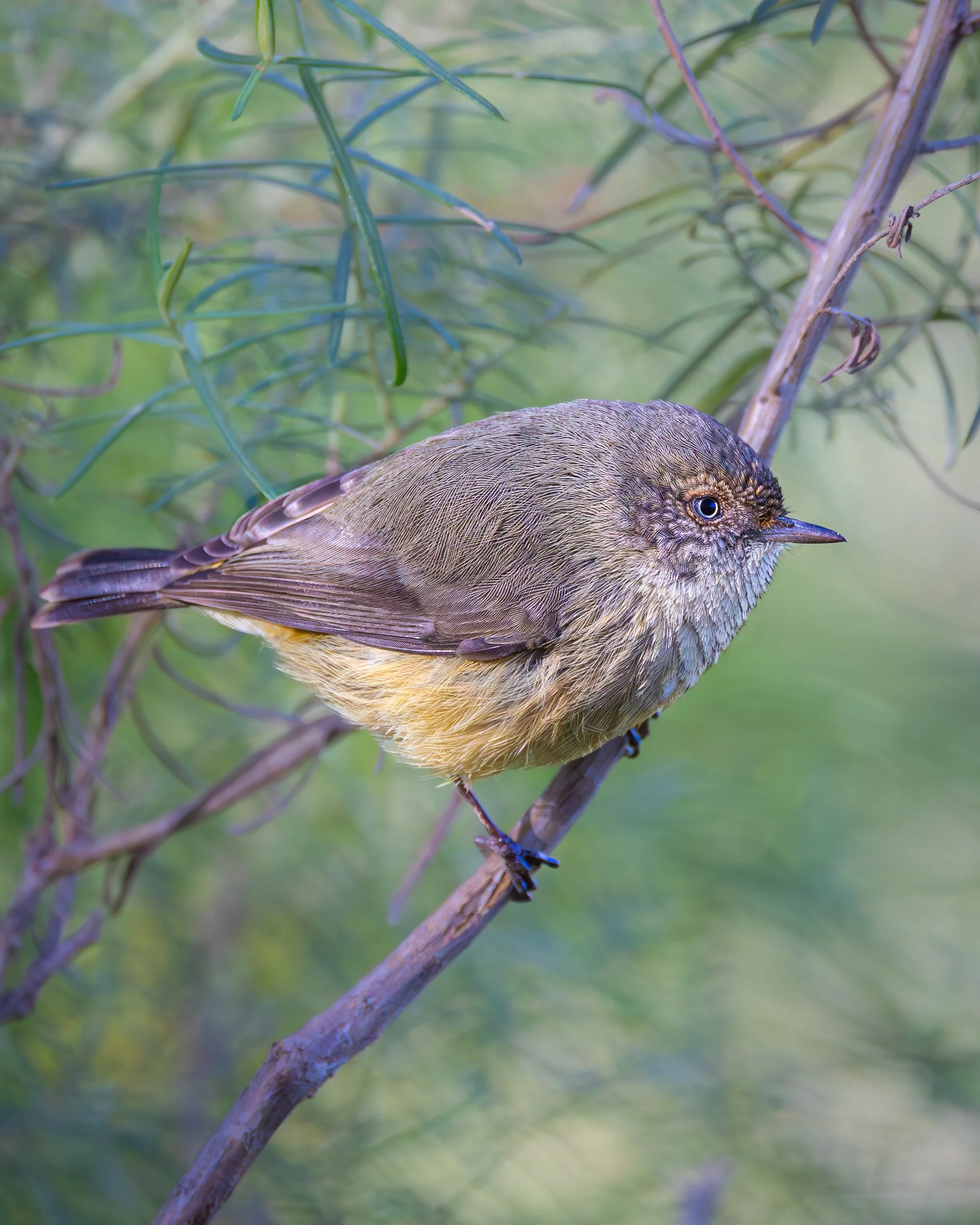Buff-rumped Thornbill 002