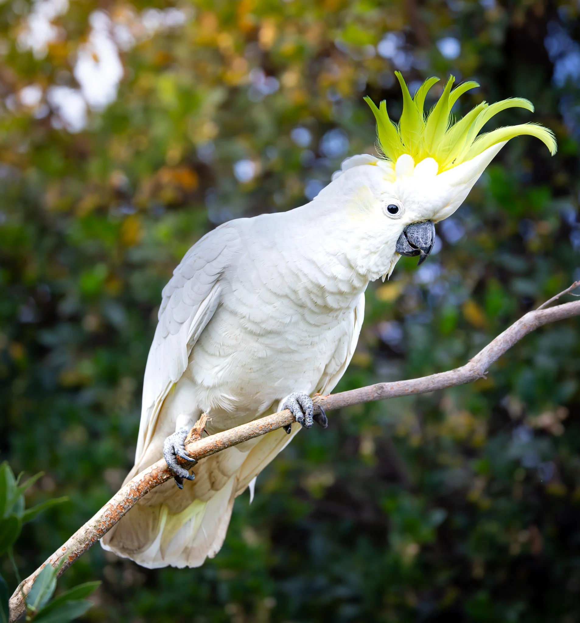 Sulphur-crested Cockatoo 001
