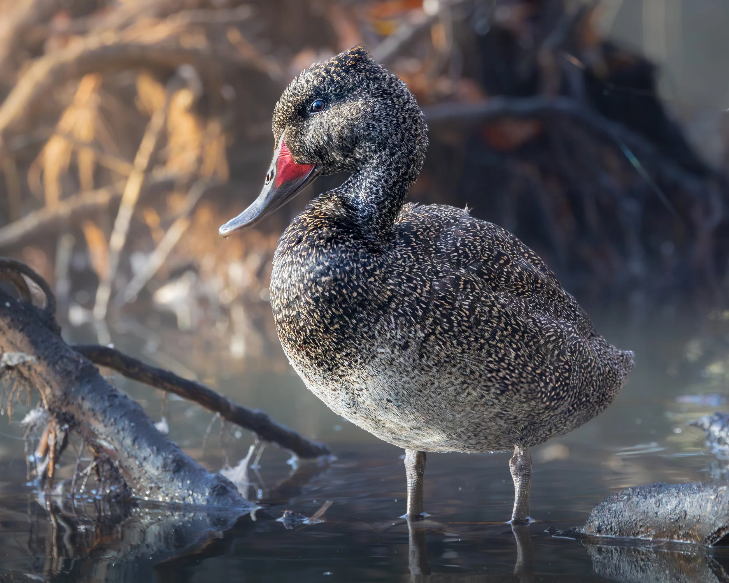 Freckled Duck 001
