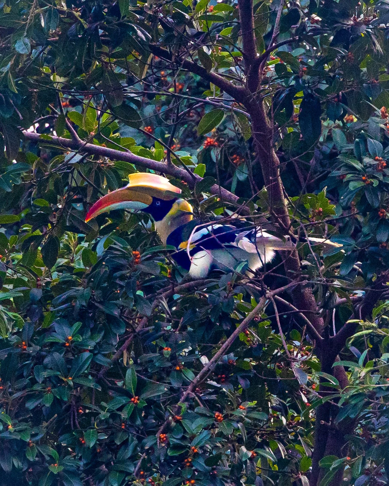 Giant Hornbill 002