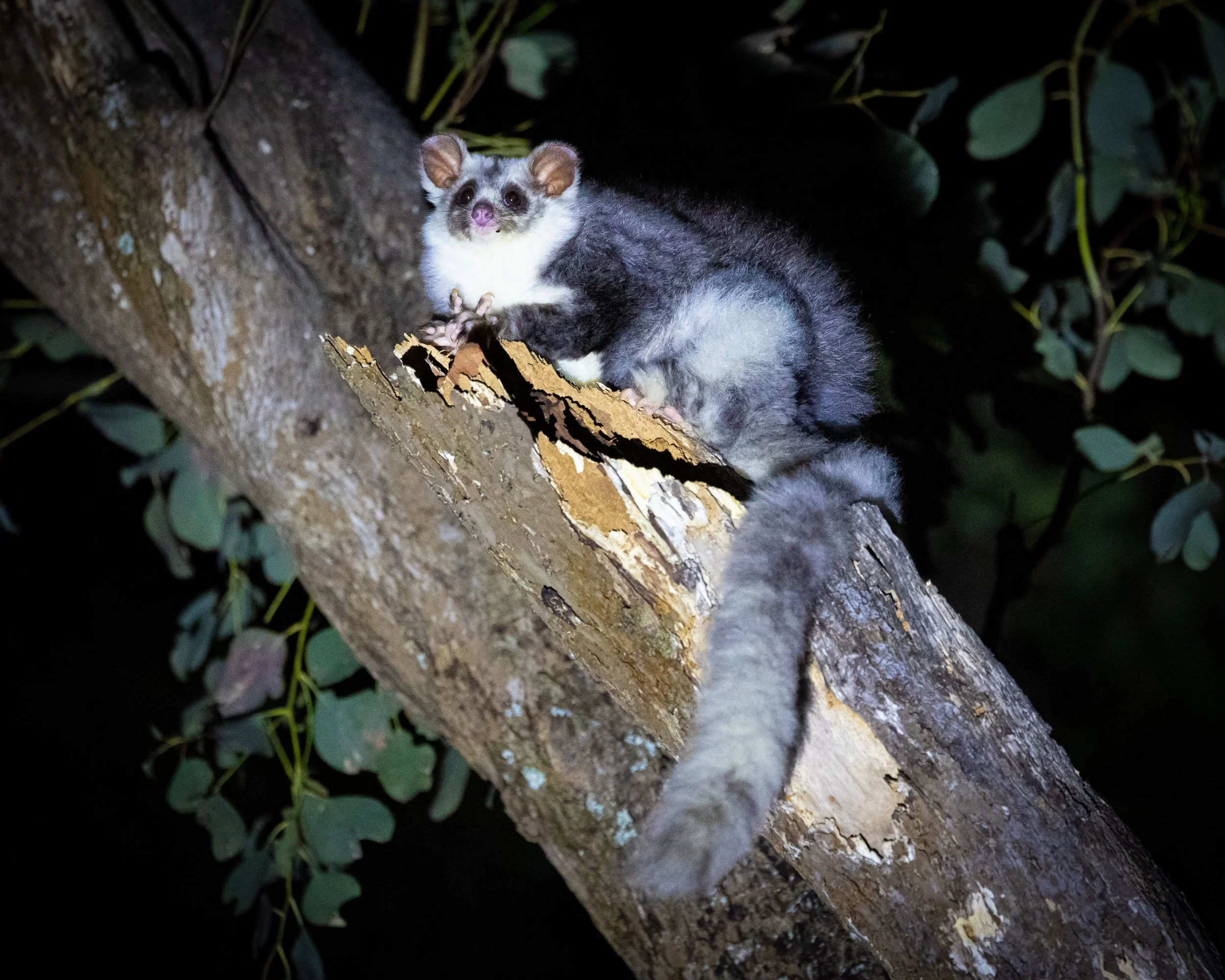 Southern Greater Glider 003